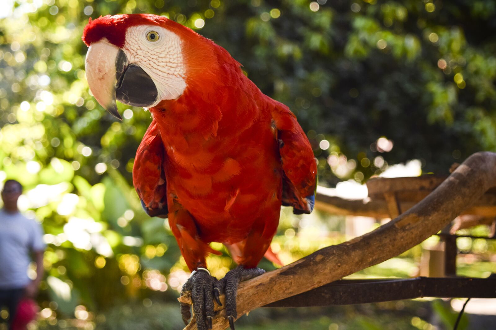 Nikon D3300 sample photo. Animal, macaw, nature photography