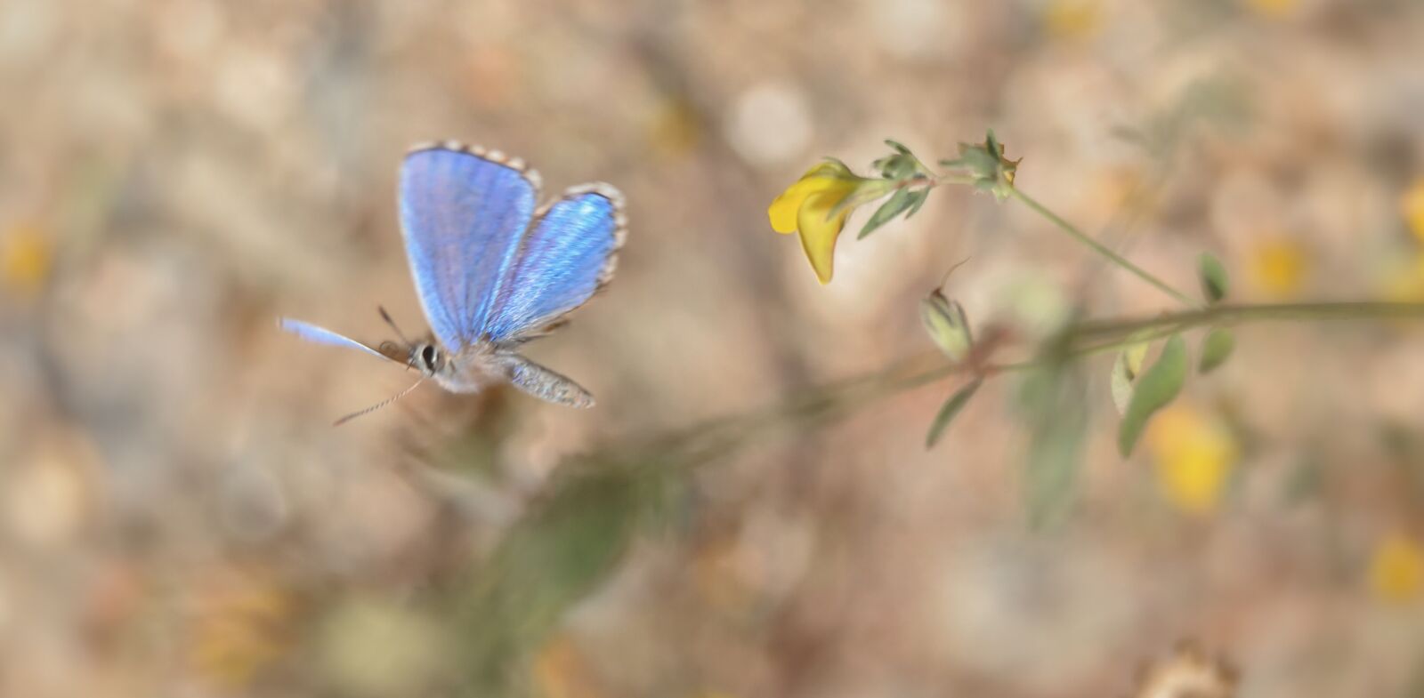 Nikon D90 sample photo. Butterfly, common blue, flight photography