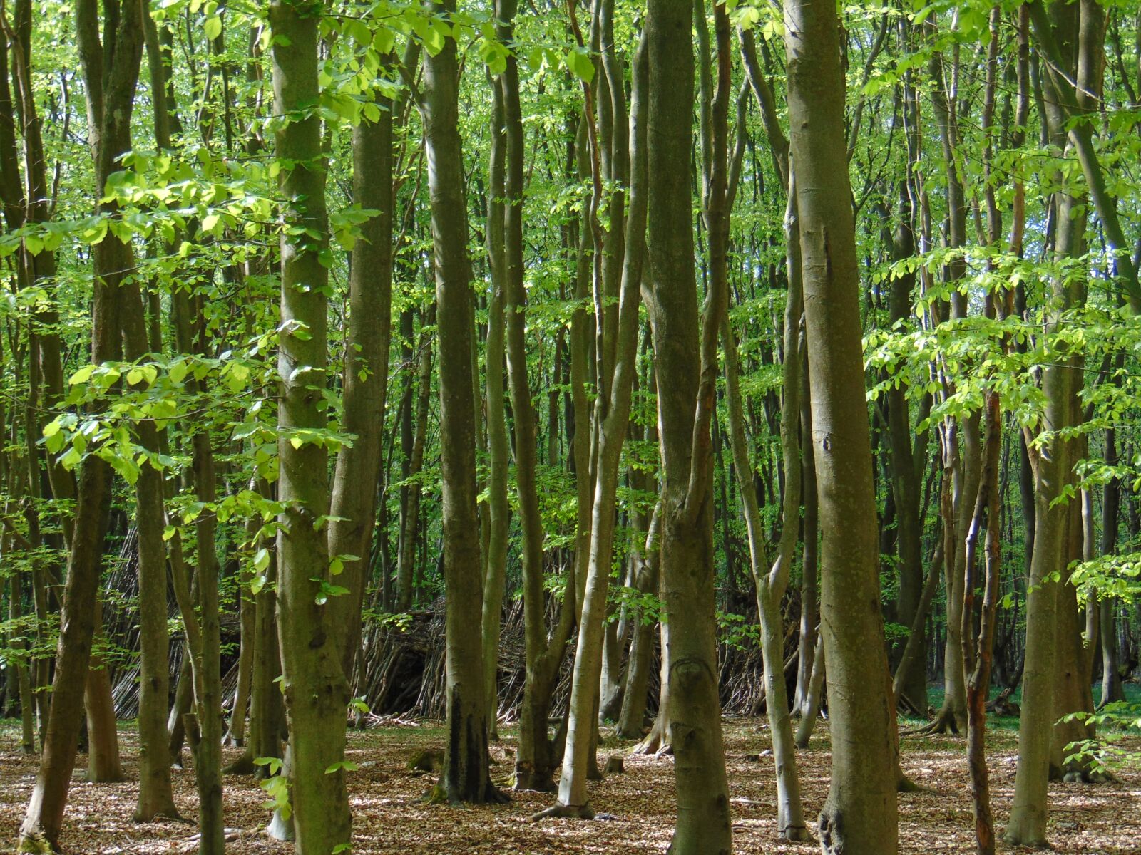 Sony Cyber-shot DSC-H300 sample photo. Trees, woods, nature photography