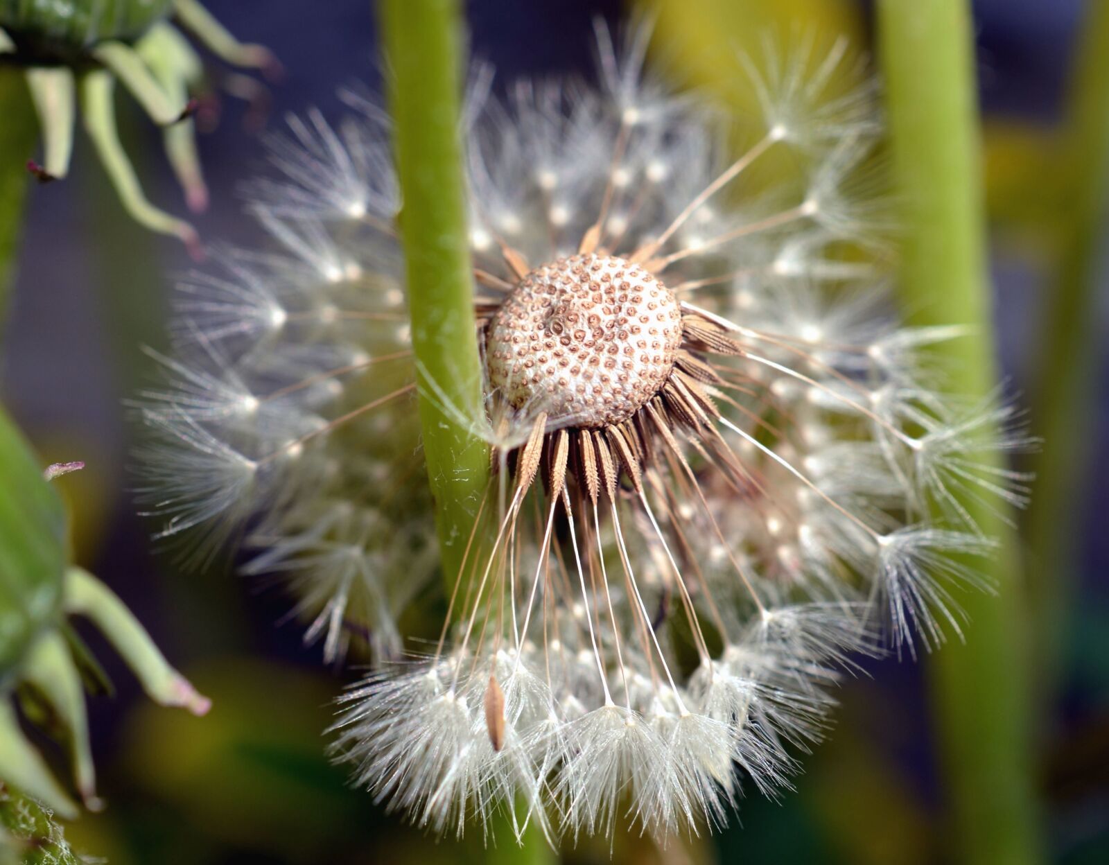 Nikon D5100 sample photo. Dandelion, flower, flowering, seed photography