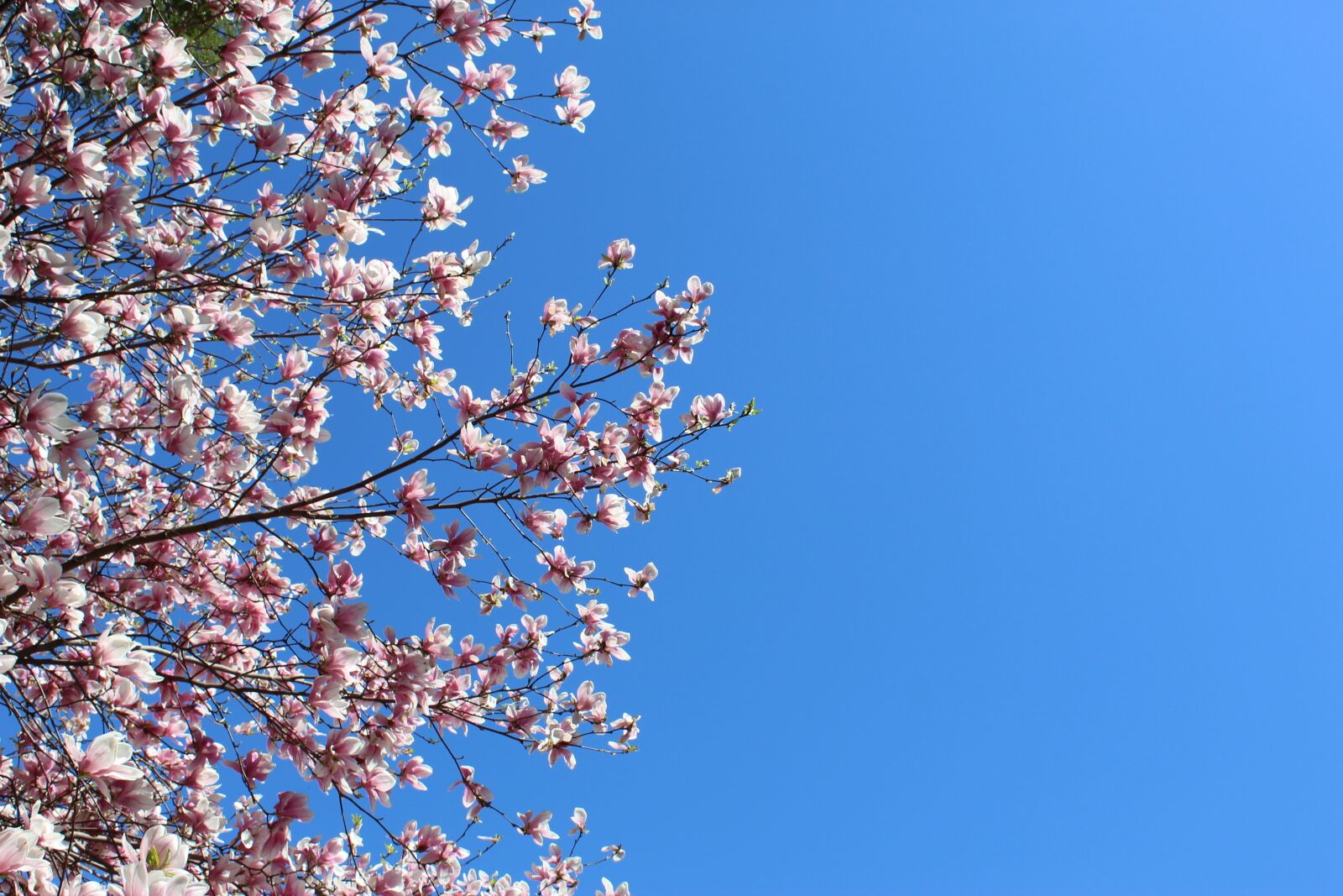 Canon EOS 1300D (EOS Rebel T6 / EOS Kiss X80) sample photo. Tree, blossom, blossoms photography