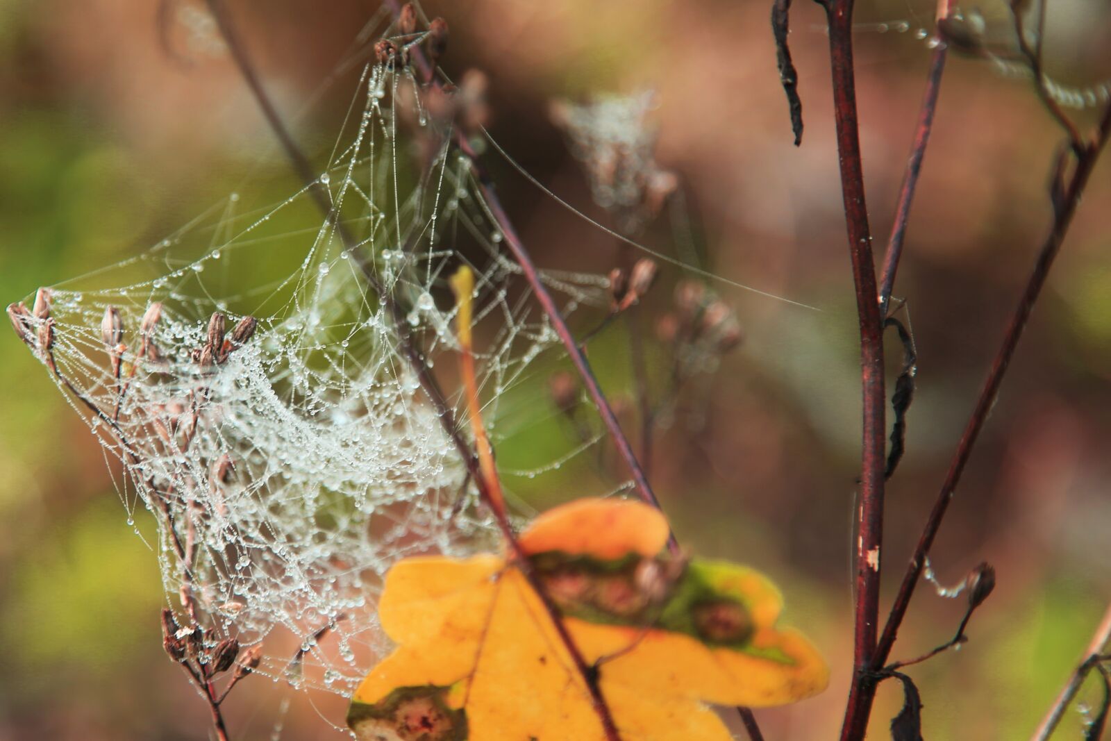 Canon EOS-1D C sample photo. Autumn, cobweb, nature photography