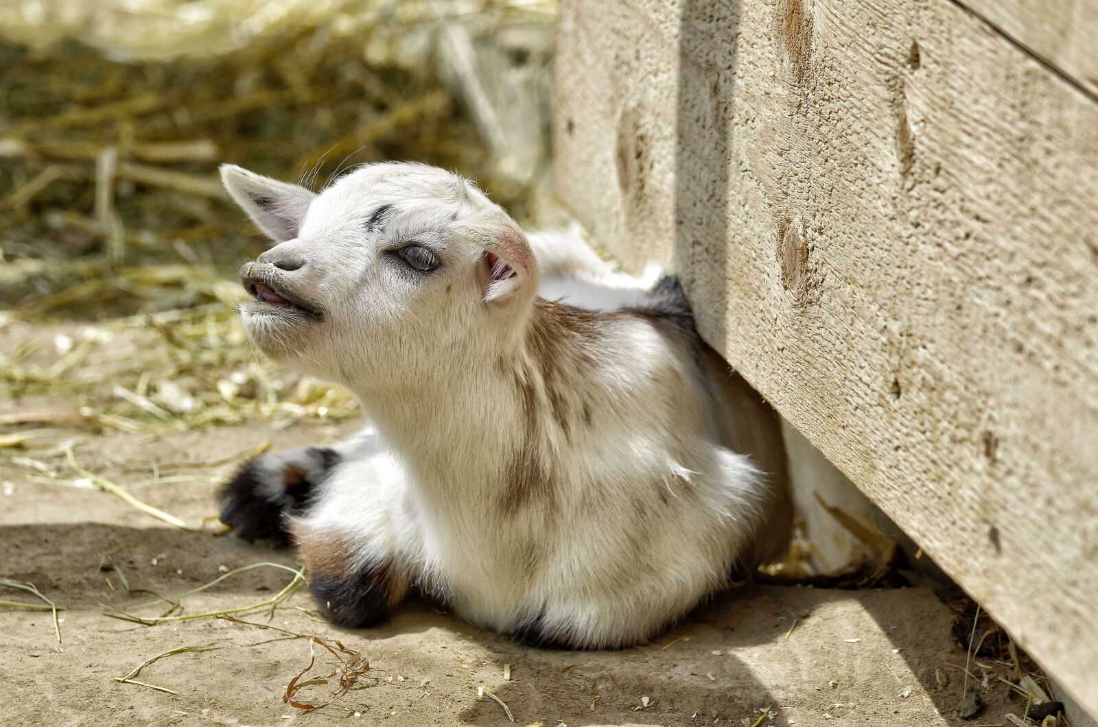 Nikon D7000 sample photo. Animal, goat, young animal photography