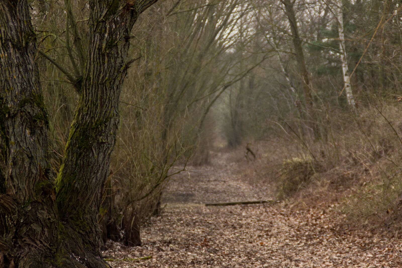 Canon EOS 600D (Rebel EOS T3i / EOS Kiss X5) sample photo. Forest, away, trees photography
