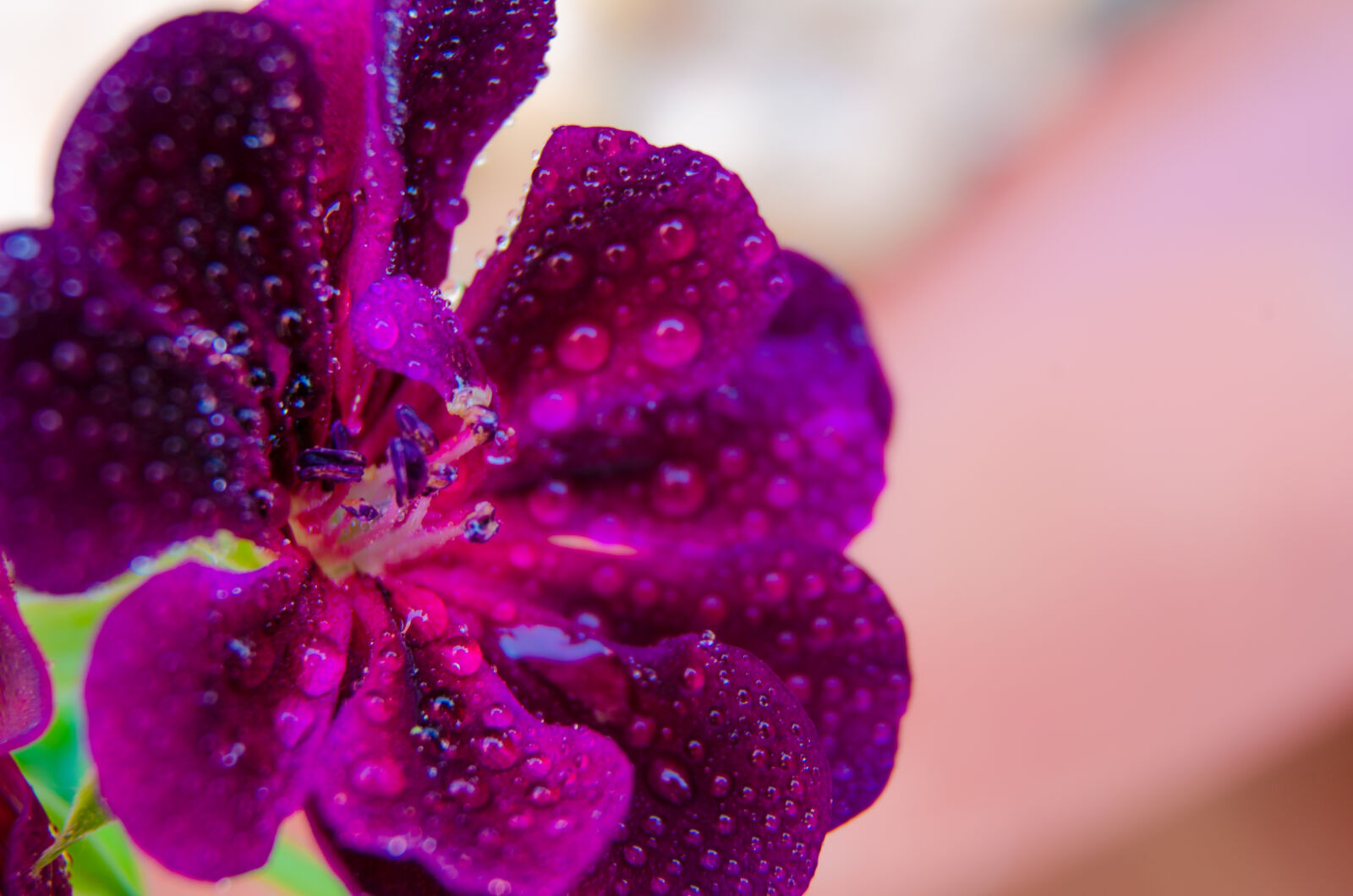 Nikon D5100 sample photo