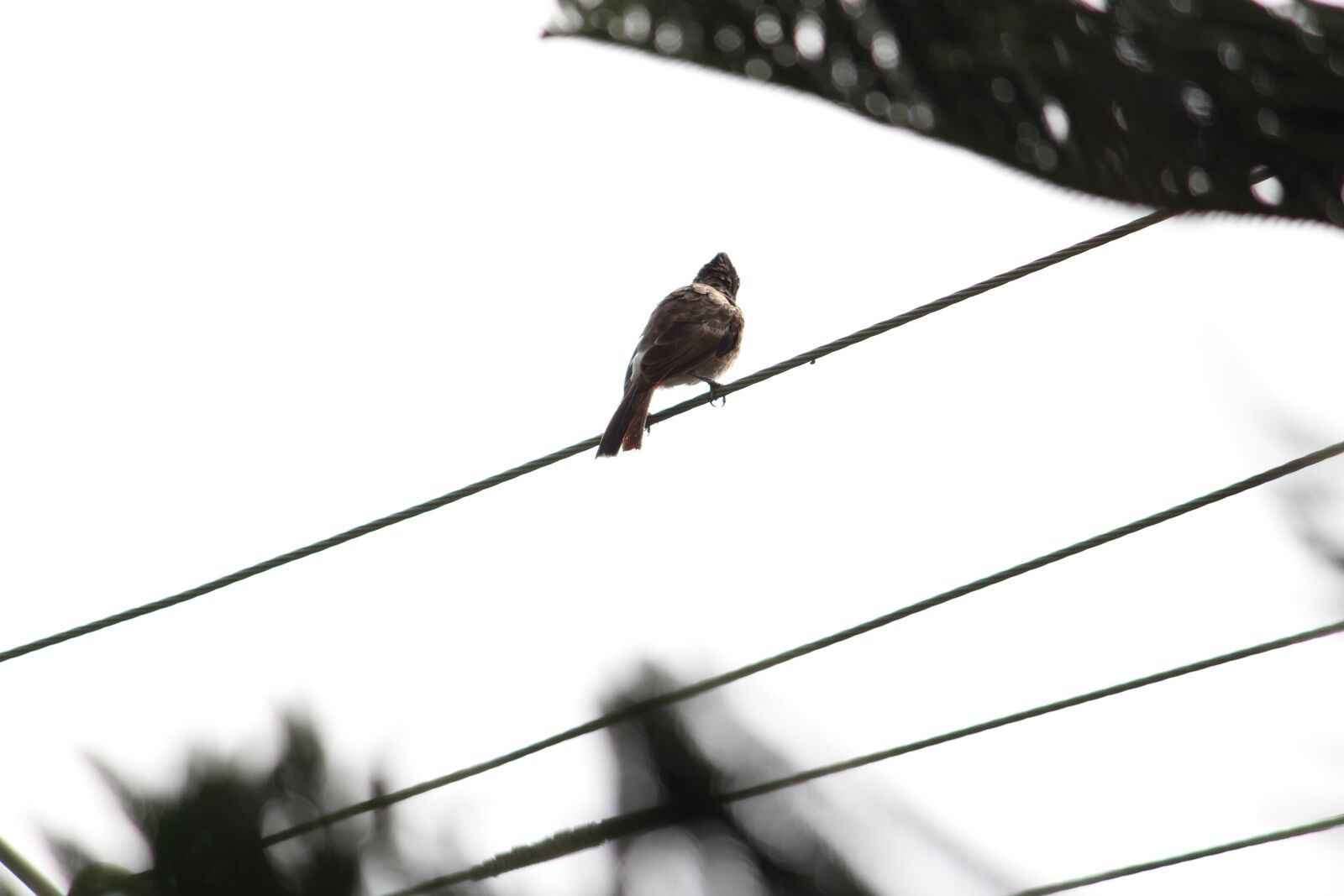 Canon EOS 1200D (EOS Rebel T5 / EOS Kiss X70 / EOS Hi) sample photo. Livewire, sparrow, bird photography