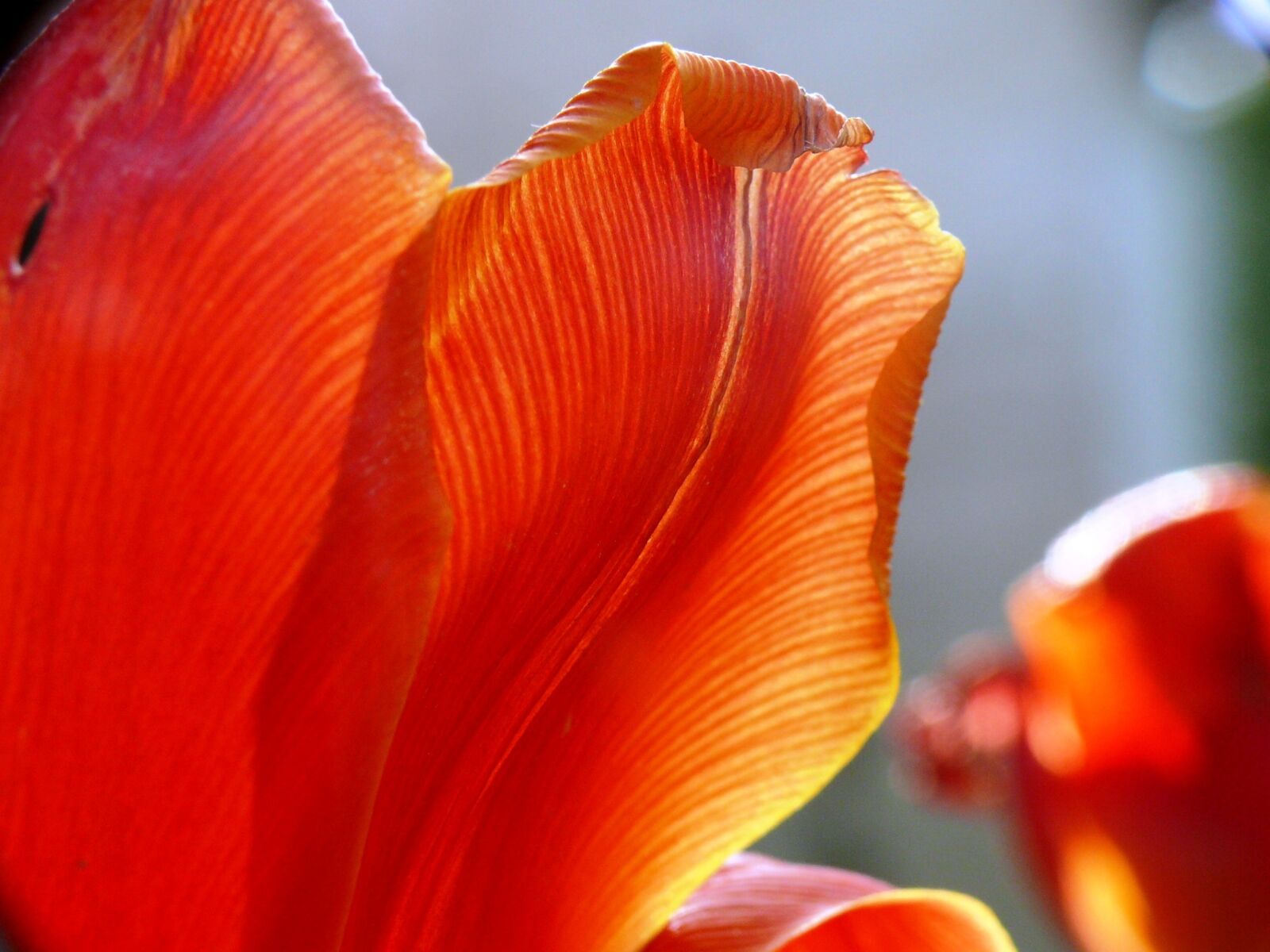 Panasonic DMC-FZ50 sample photo. Tulip, light, color photography