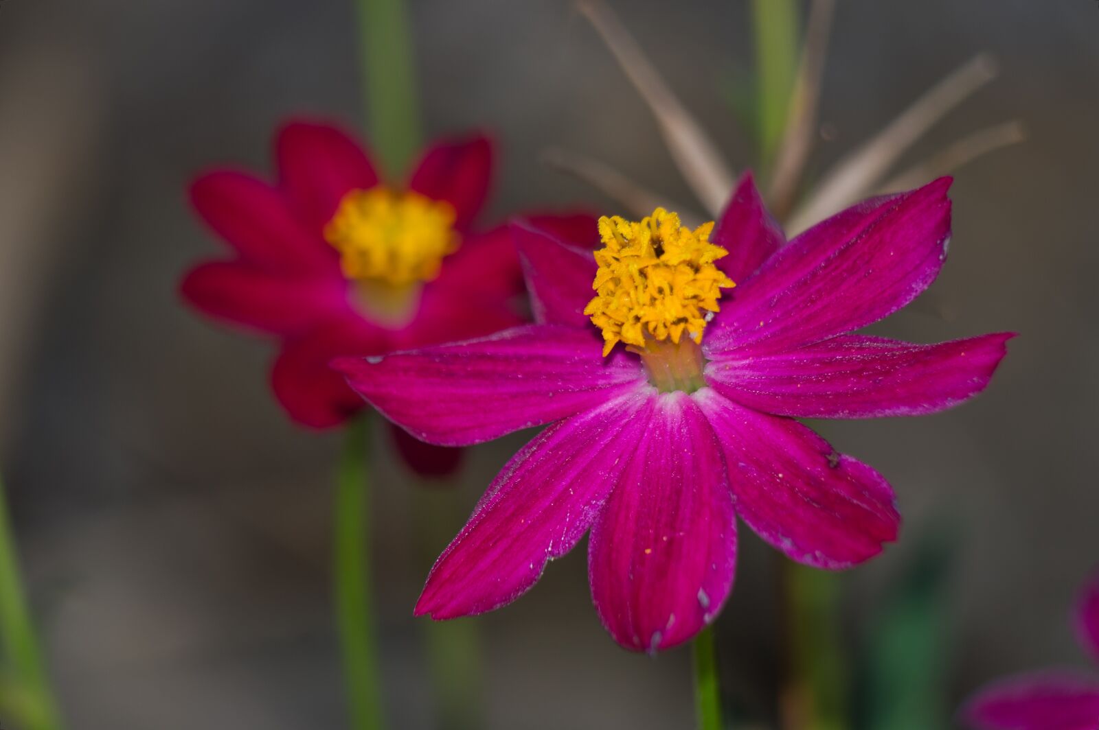 Nikon D3200 sample photo. Costa rica, flowers, garden photography