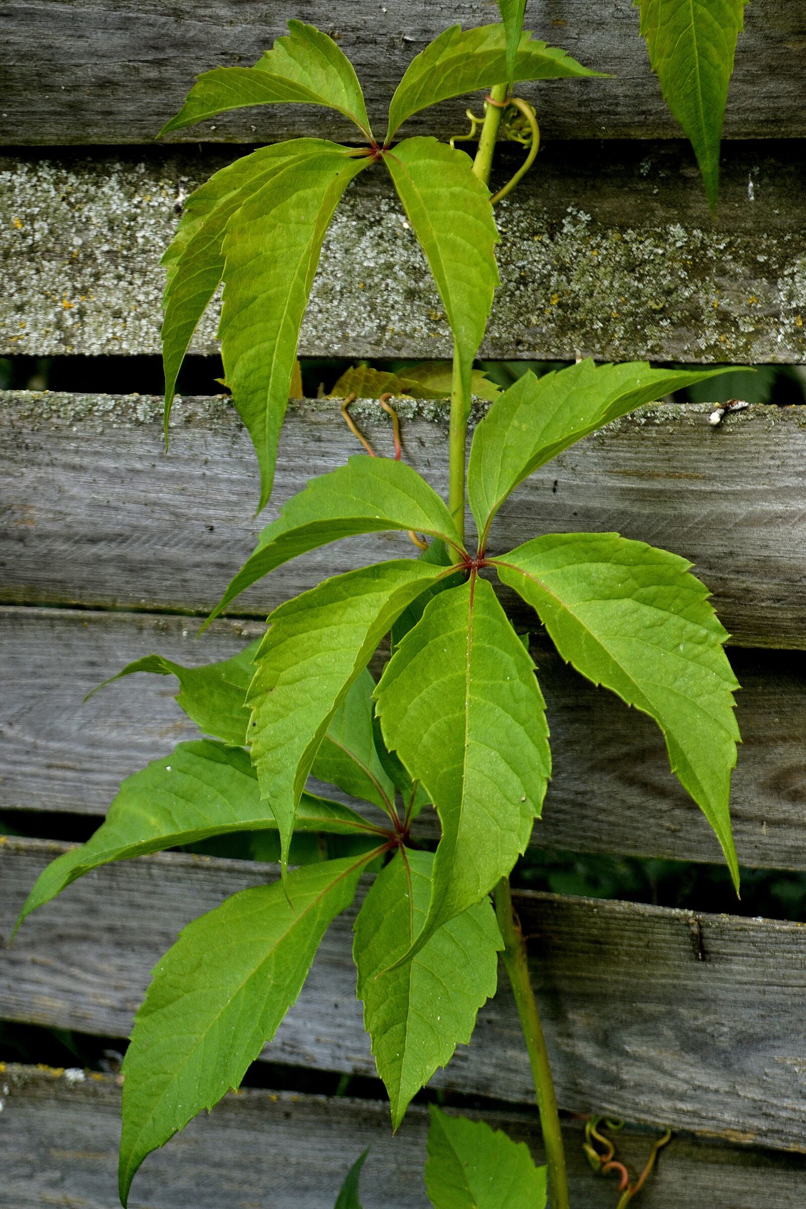 Nikon D3100 sample photo. Plant, green, leaf photography