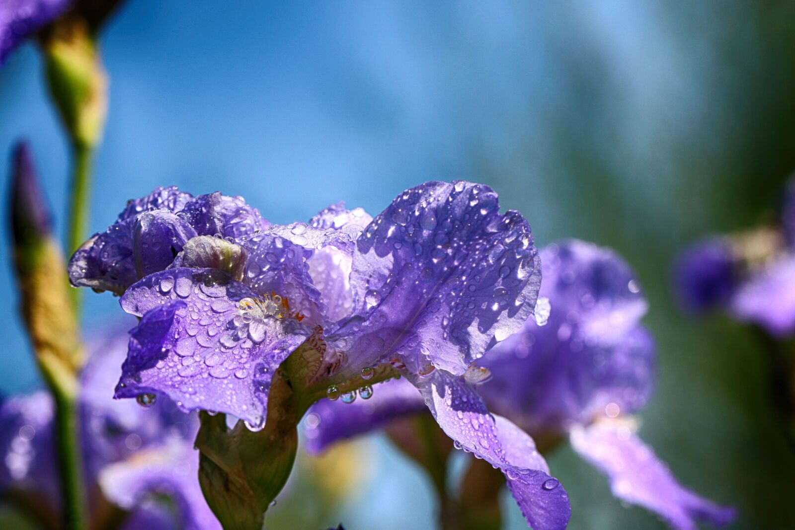 Canon EOS 7D Mark II sample photo. Flower, macro, garden flower photography