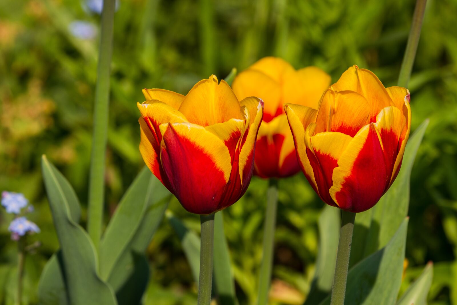 Canon EF 100-400mm F4.5-5.6L IS USM sample photo. Tulpe, rot-geld, blüte photography