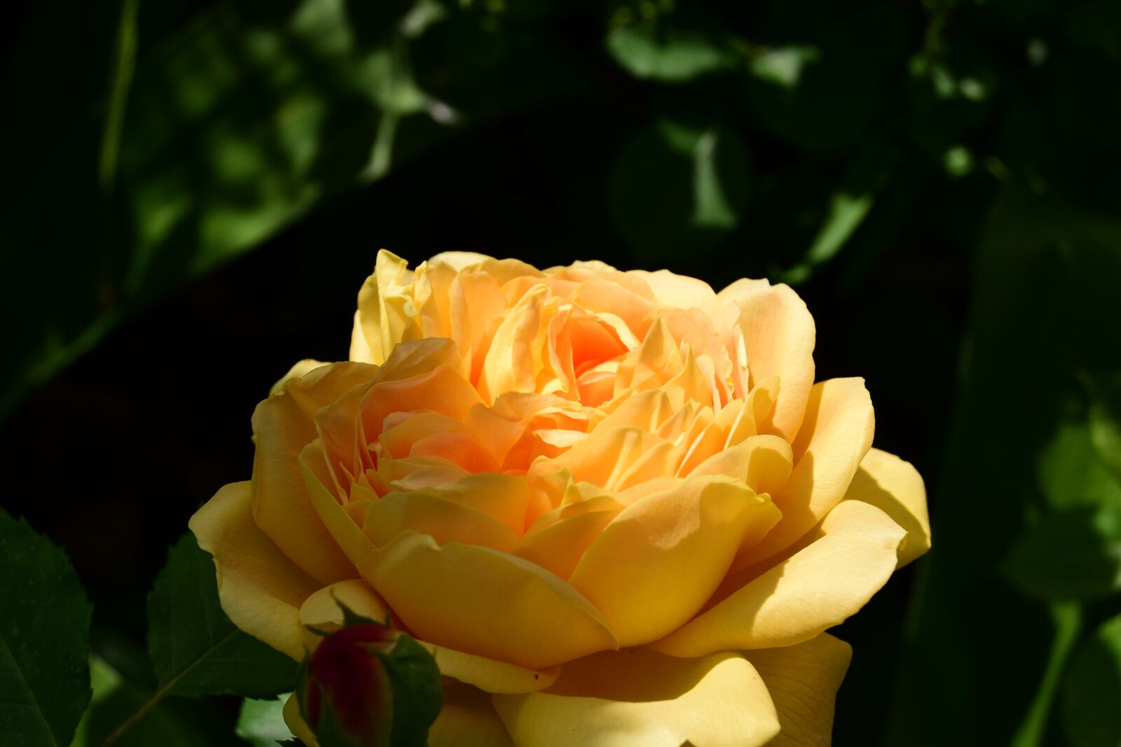 Nikon D5600 sample photo. Yellow rose, rose, flower photography
