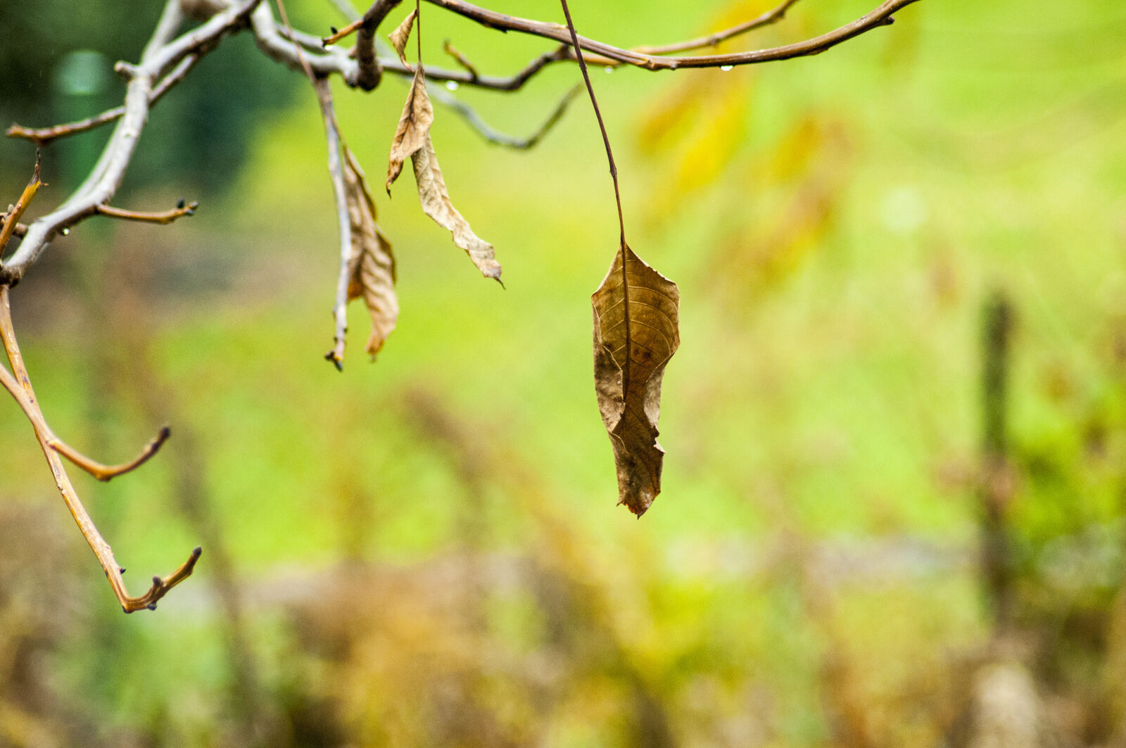 Nikon D300S sample photo