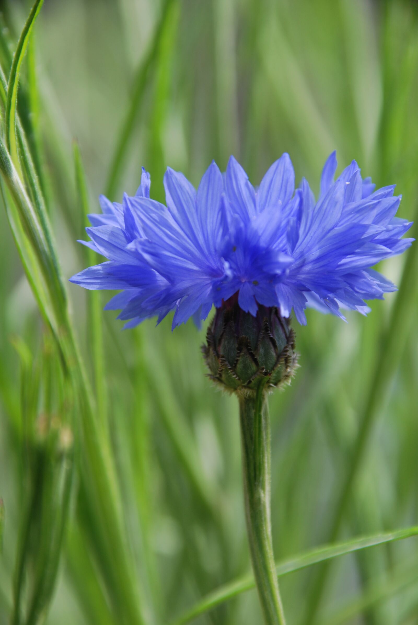Nikon D60 sample photo. Cornflower, blue, meadow photography
