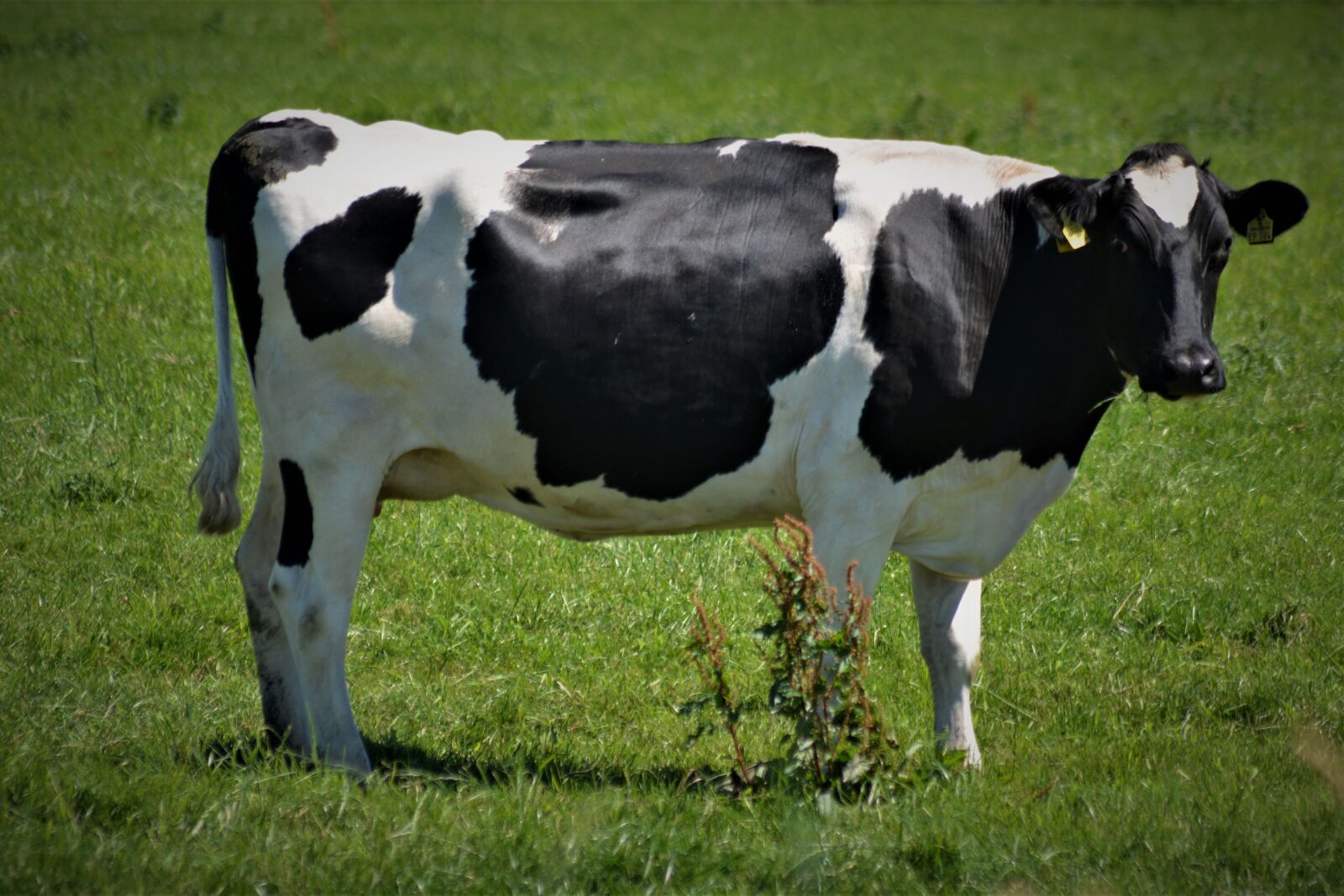 Nikon D5200 sample photo. Cow, black white, animal photography