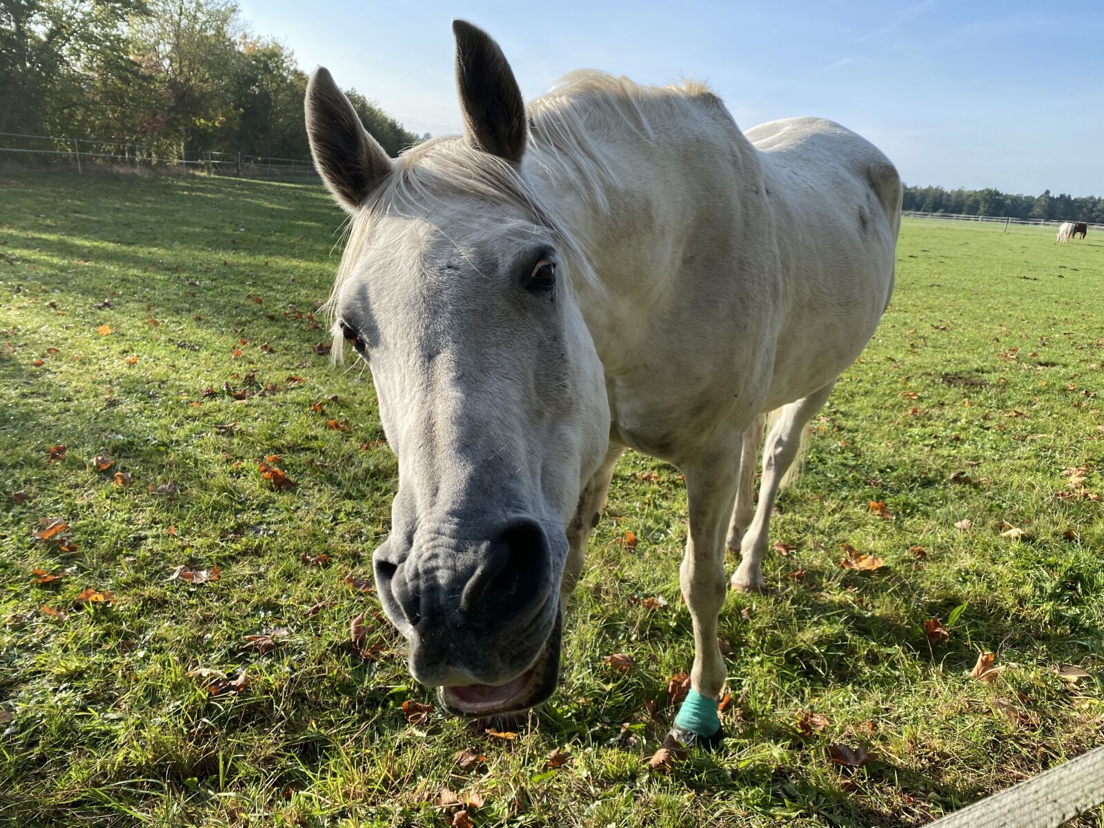 Apple iPhone 11 + iPhone 11 back dual wide camera 4.25mm f/1.8 sample photo. Horse, grass, horses photography