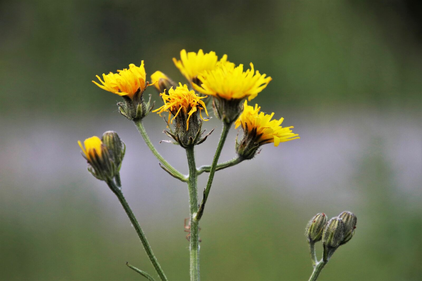 Canon EOS 80D sample photo. Meadow, yellow flower, plant photography
