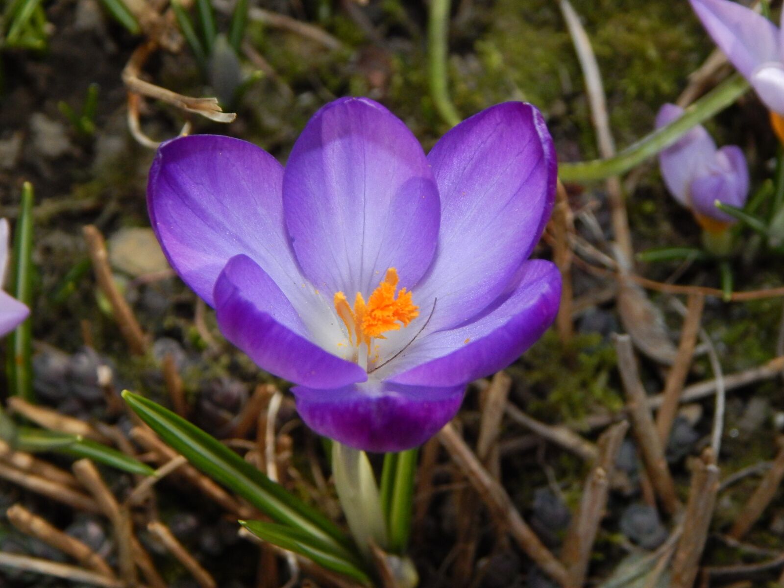 Nikon Coolpix L830 sample photo. Crocus, spring, spring crocus photography