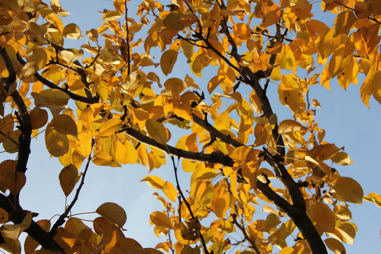 Canon EOS 550D (EOS Rebel T2i / EOS Kiss X4) sample photo. Leaves, autumn, dry leaves photography