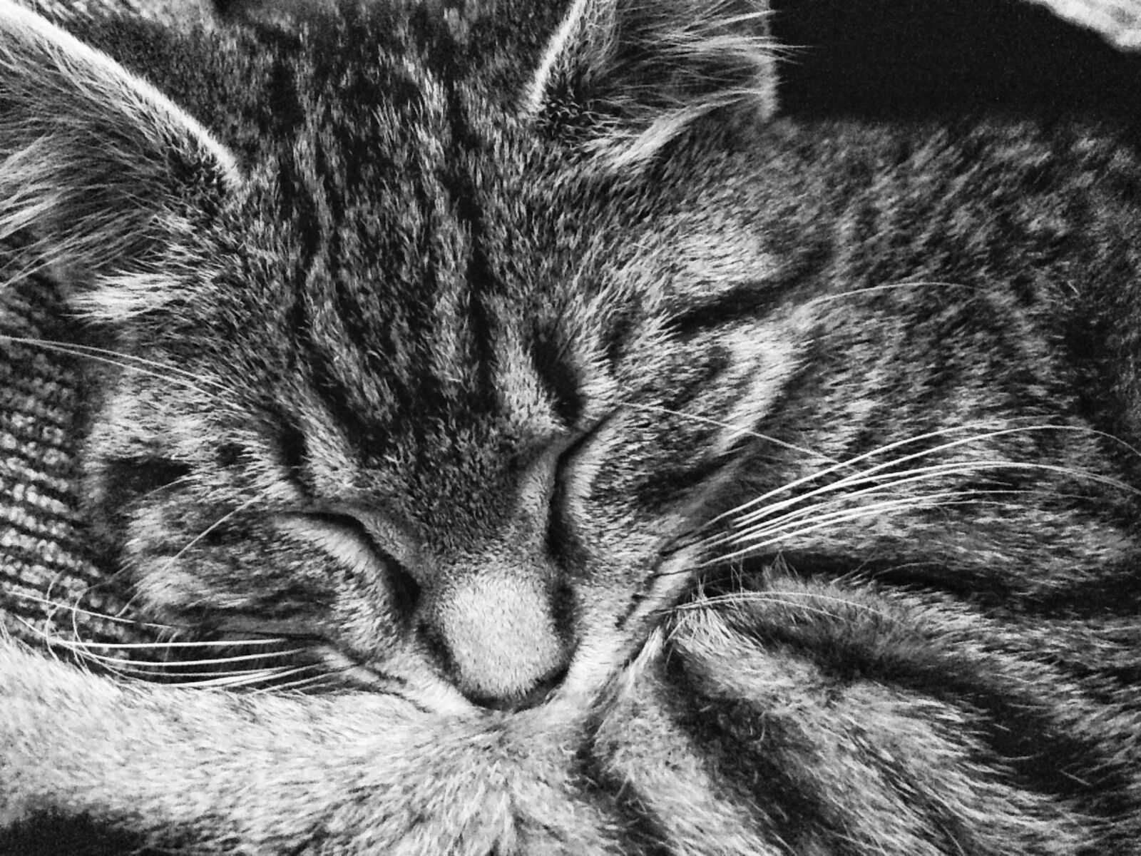 iPhone 5 back camera 4.12mm f/2.4 sample photo. Tabby, cat, sleeping photography