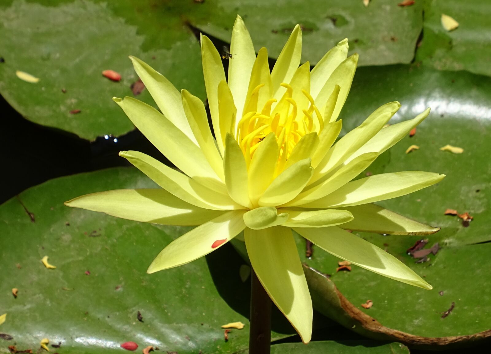 Sony DSC-HX60V sample photo. Lily, flower, yellow photography