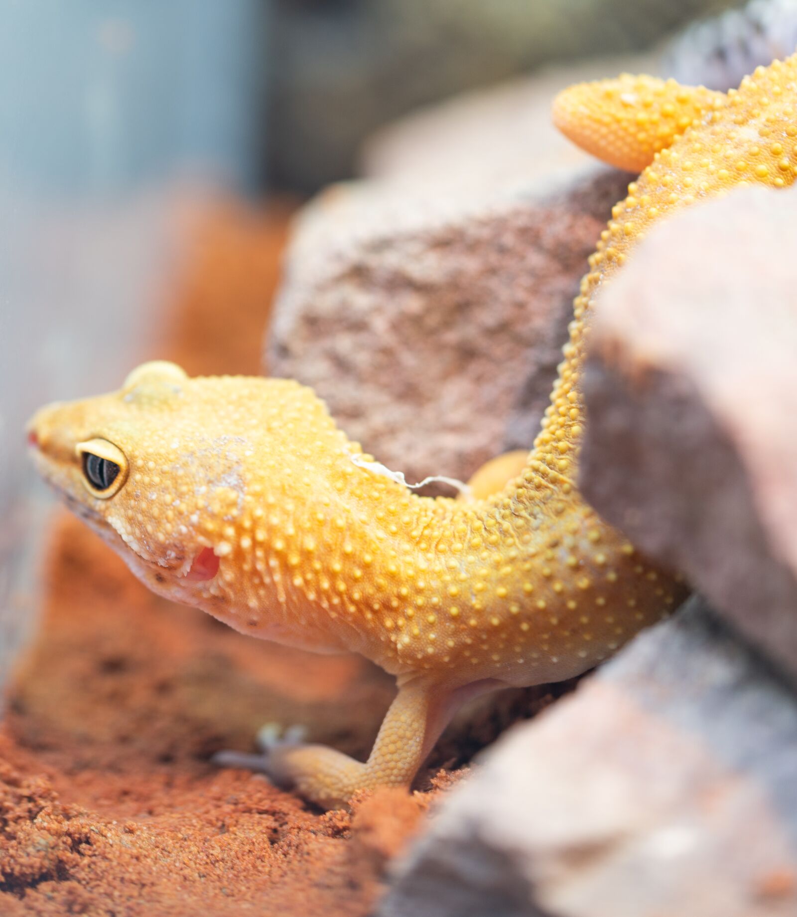 Sony a7R II + Sony FE 90mm F2.8 Macro G OSS sample photo. Gecko, leopard gecko, flexible photography