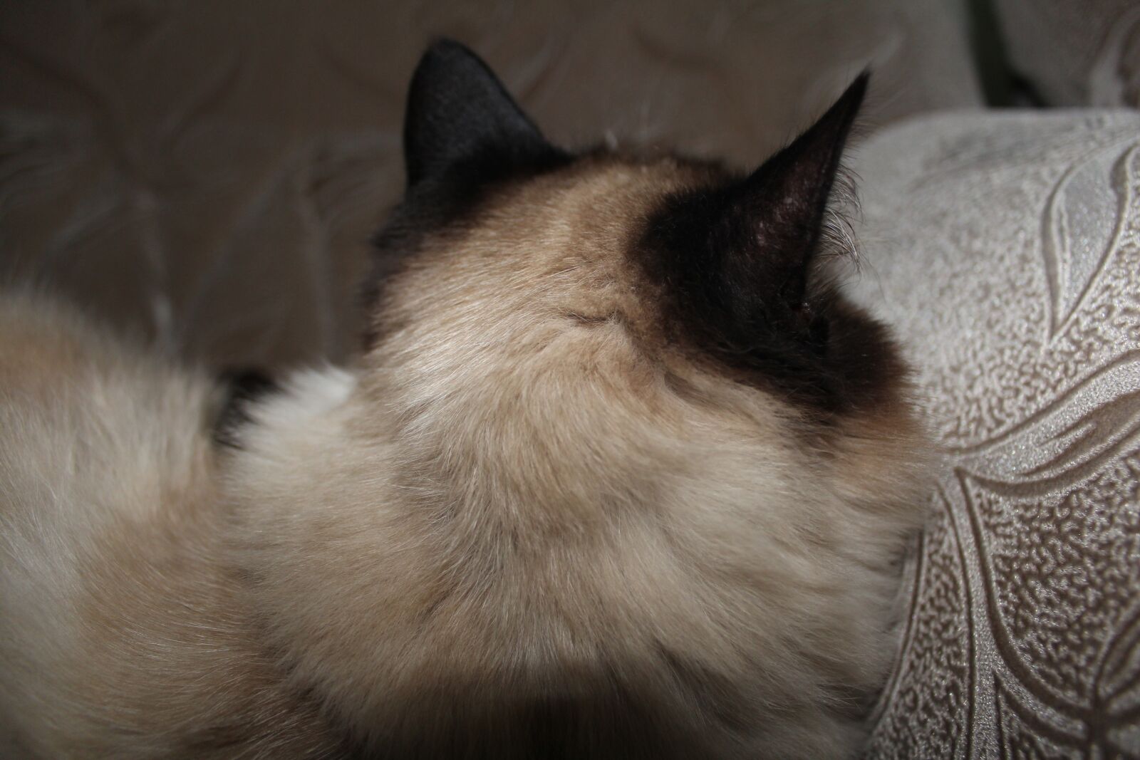 Canon EOS 600D (Rebel EOS T3i / EOS Kiss X5) sample photo. Animals, cat, cute photography