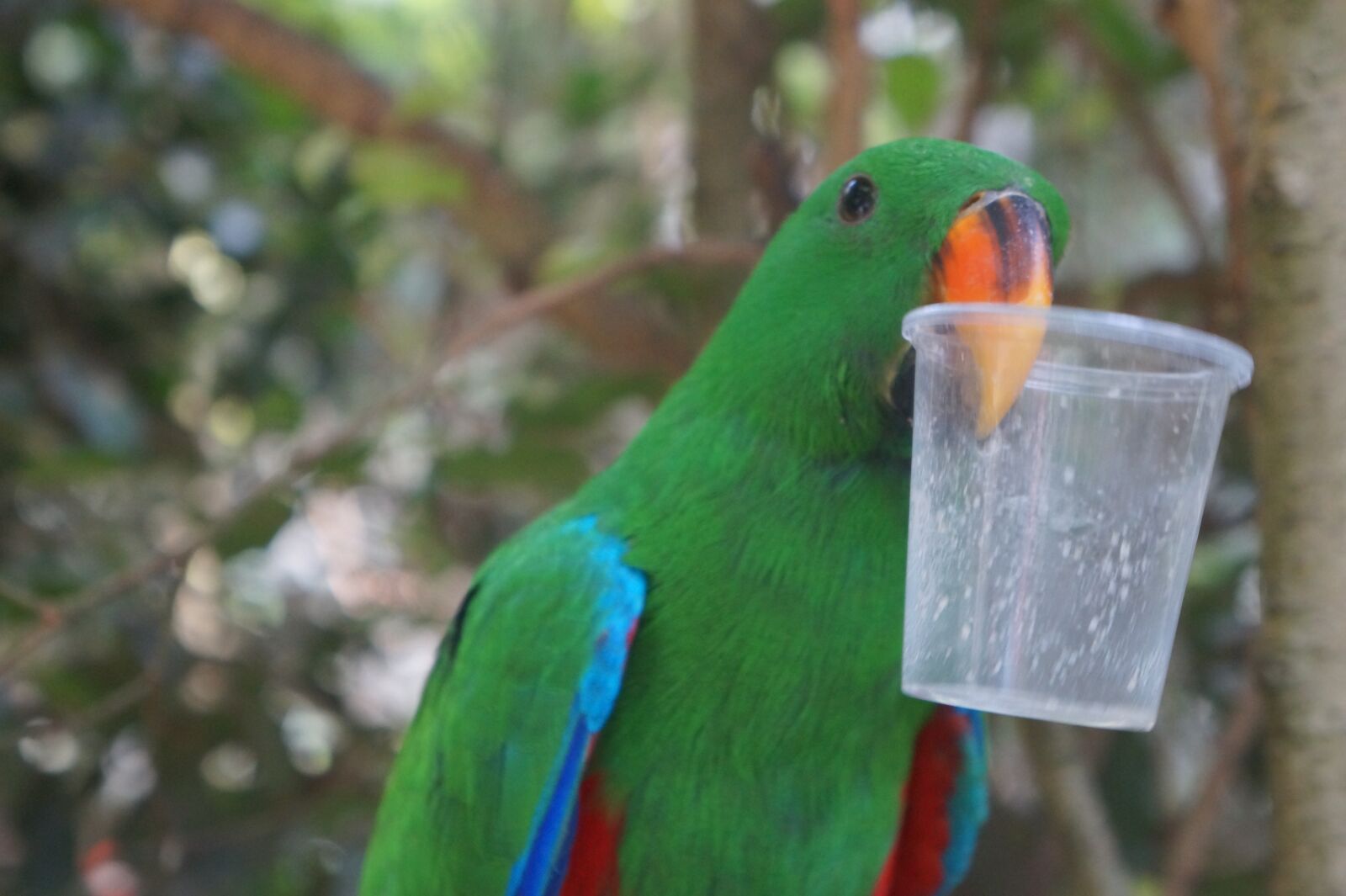 Sony Alpha a3000 + Sony E 18-55mm F3.5-5.6 OSS sample photo. Parrot, bird, green photography