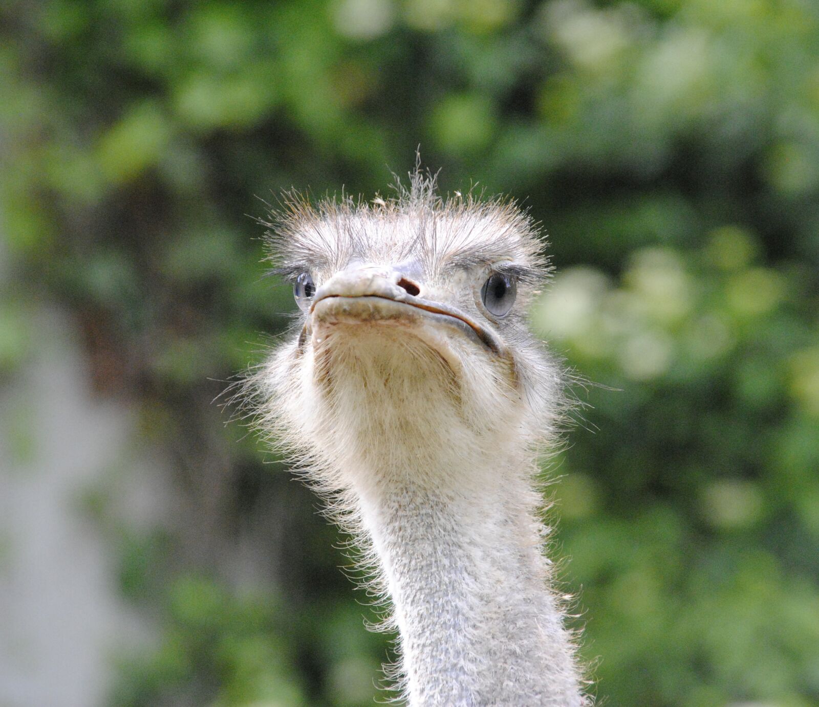 Nikon D3000 sample photo. Bird, bouquet, flightless bird photography