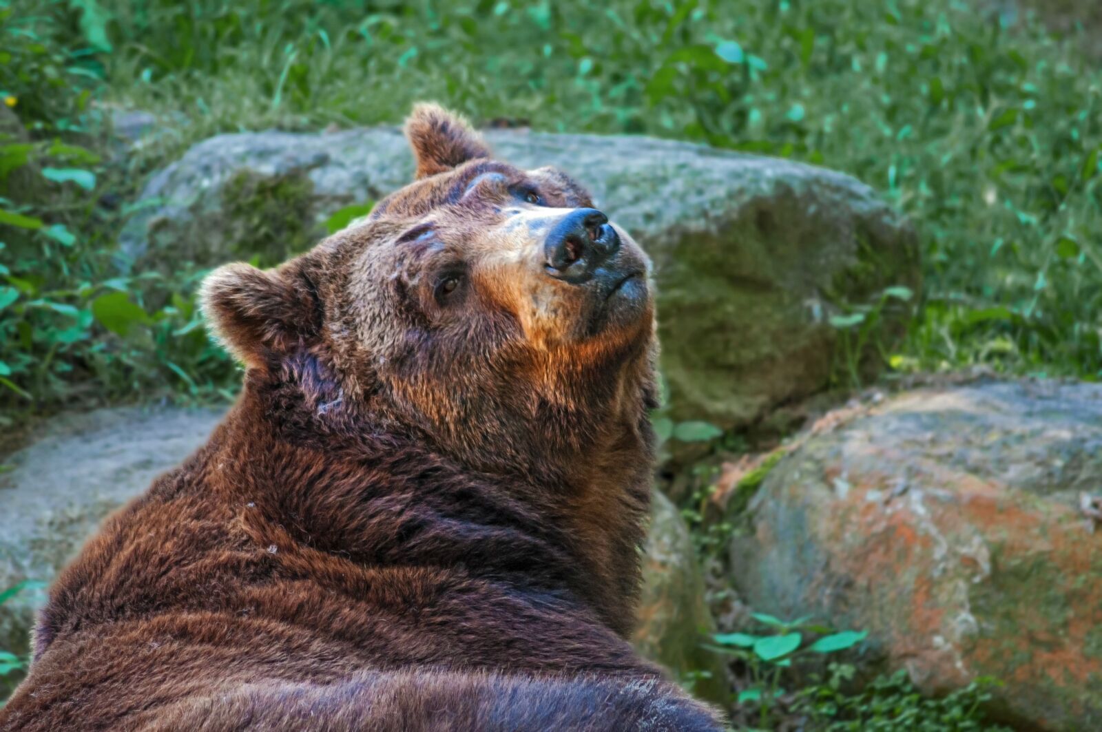 Nikon D90 sample photo. Bear, animal, nature photography