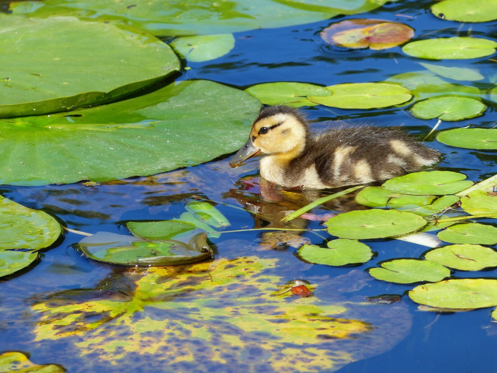 Panasonic Lumix DMC-FZ200 sample photo. Duck, water bird, pond photography