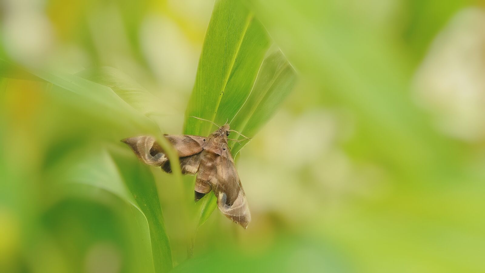 OPPO CPH1701 sample photo. Moth, insects, plants photography