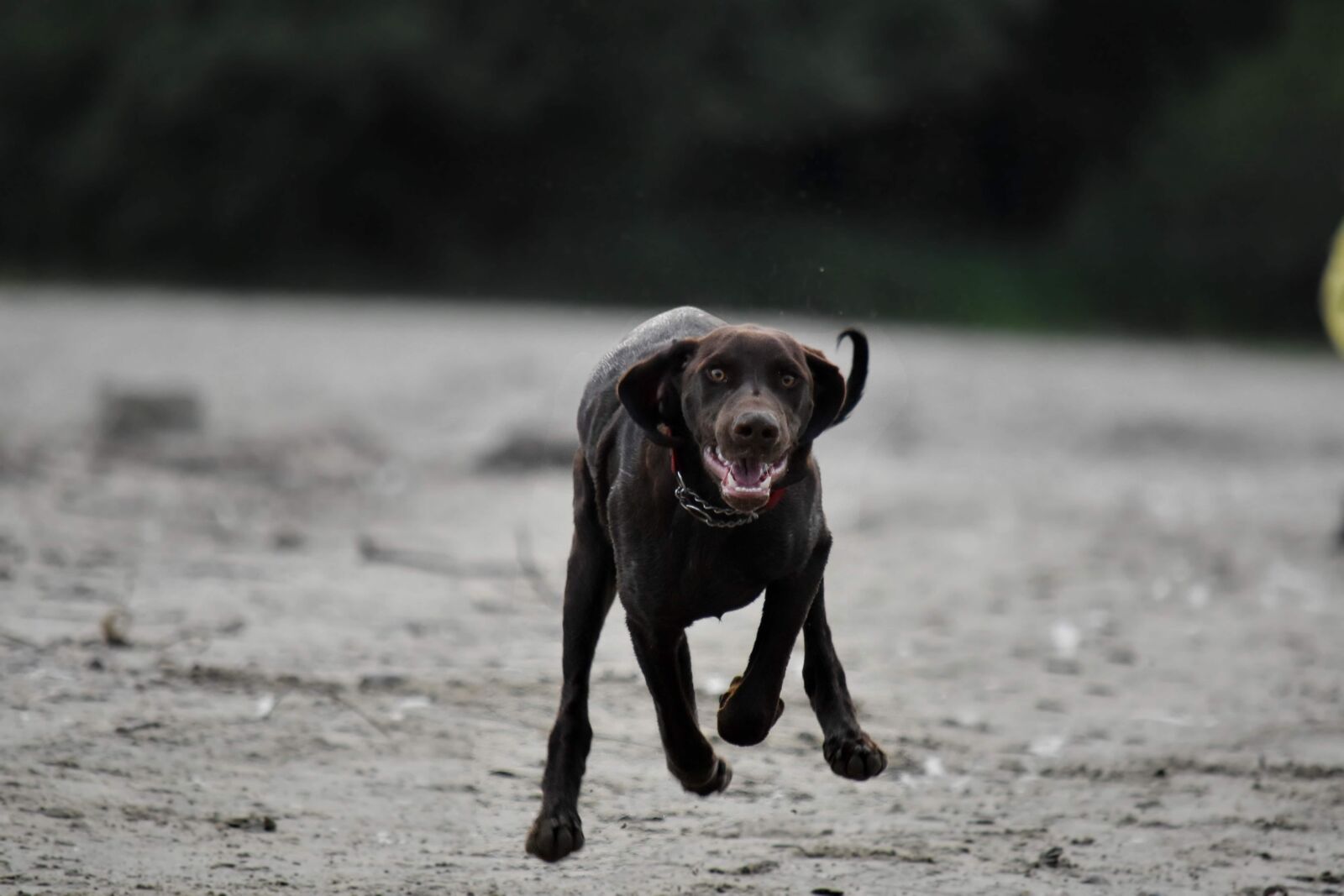 Nikon D5500 sample photo. Collar, fast, head, hunting photography