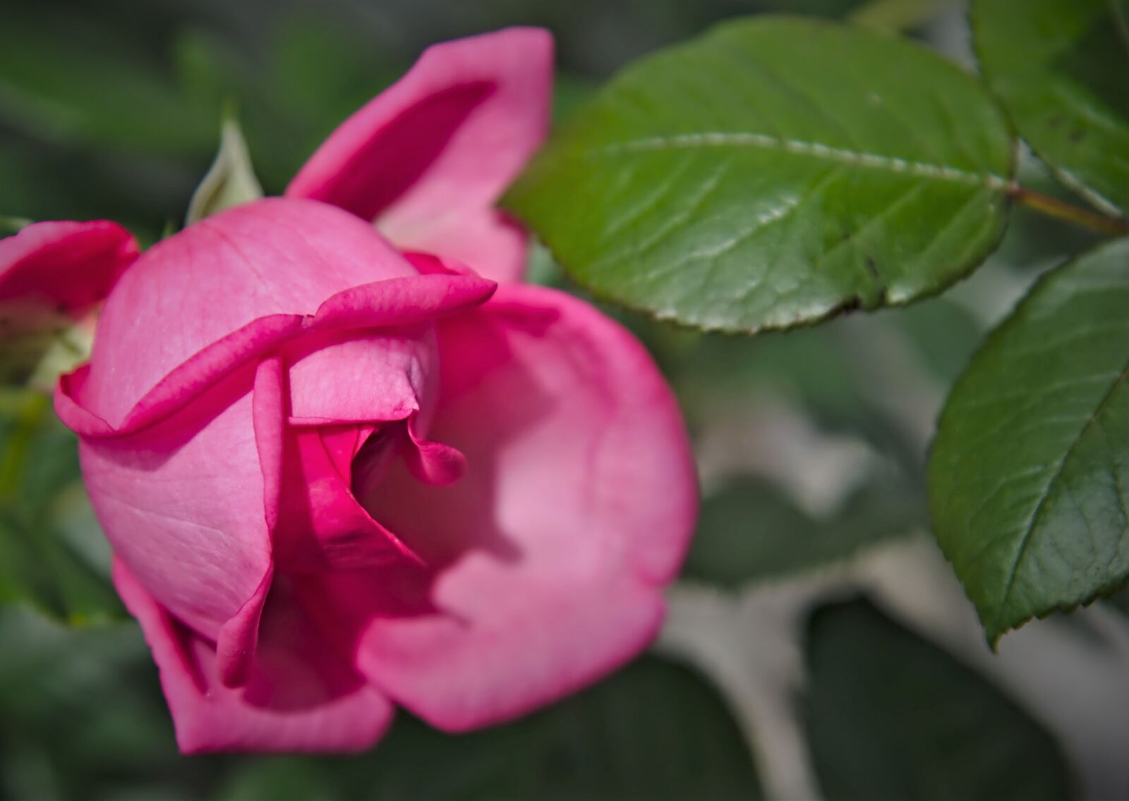Nikon D750 sample photo. Rose, blossom, pink photography