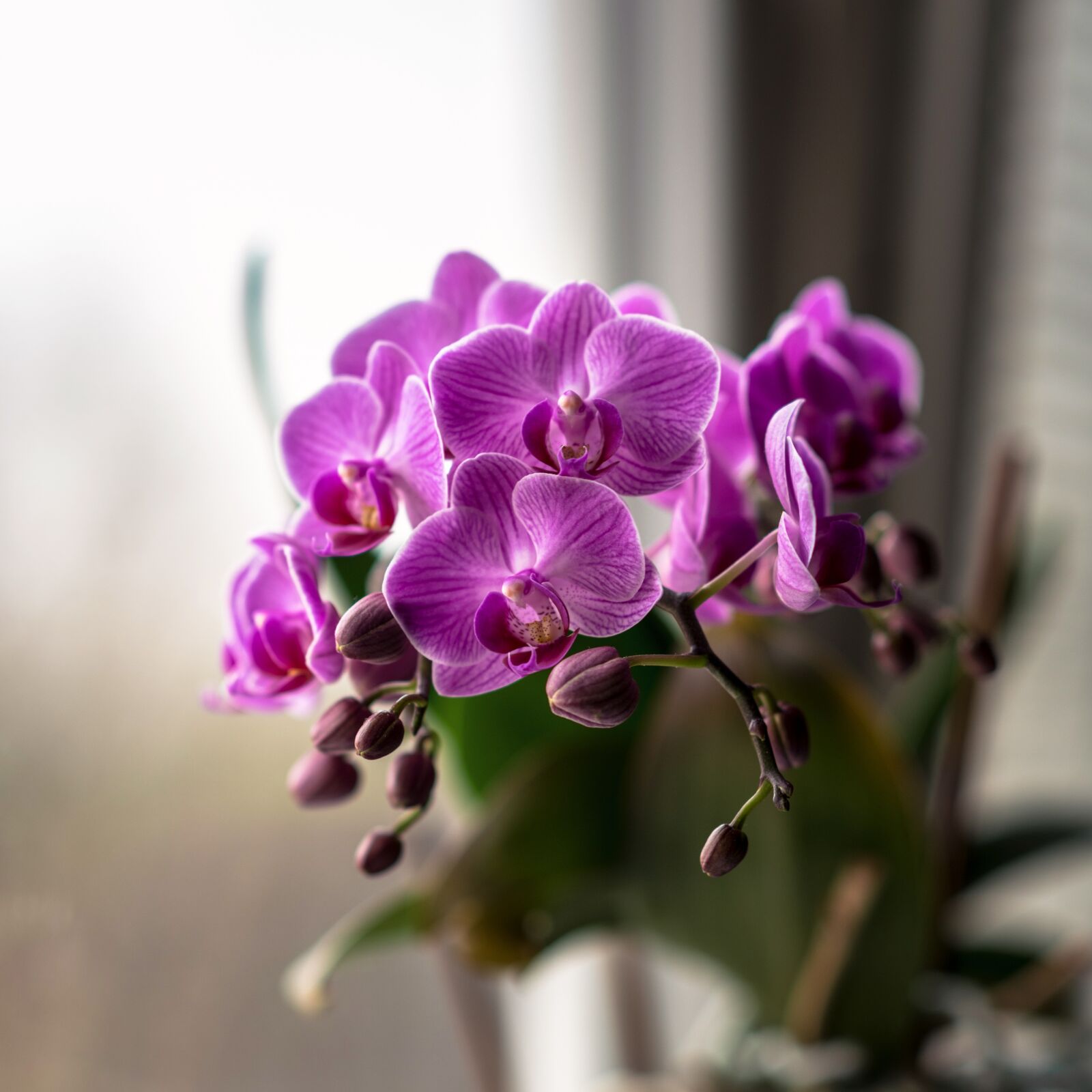 Nikon D850 sample photo. Orchid, pink, flower photography