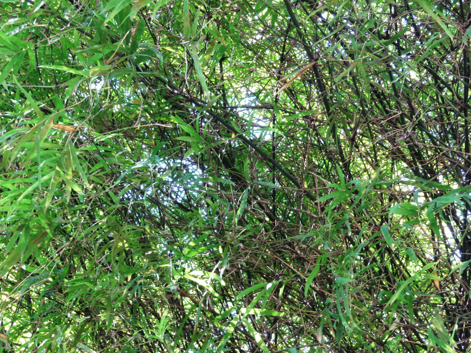 Canon PowerShot SX60 HS sample photo