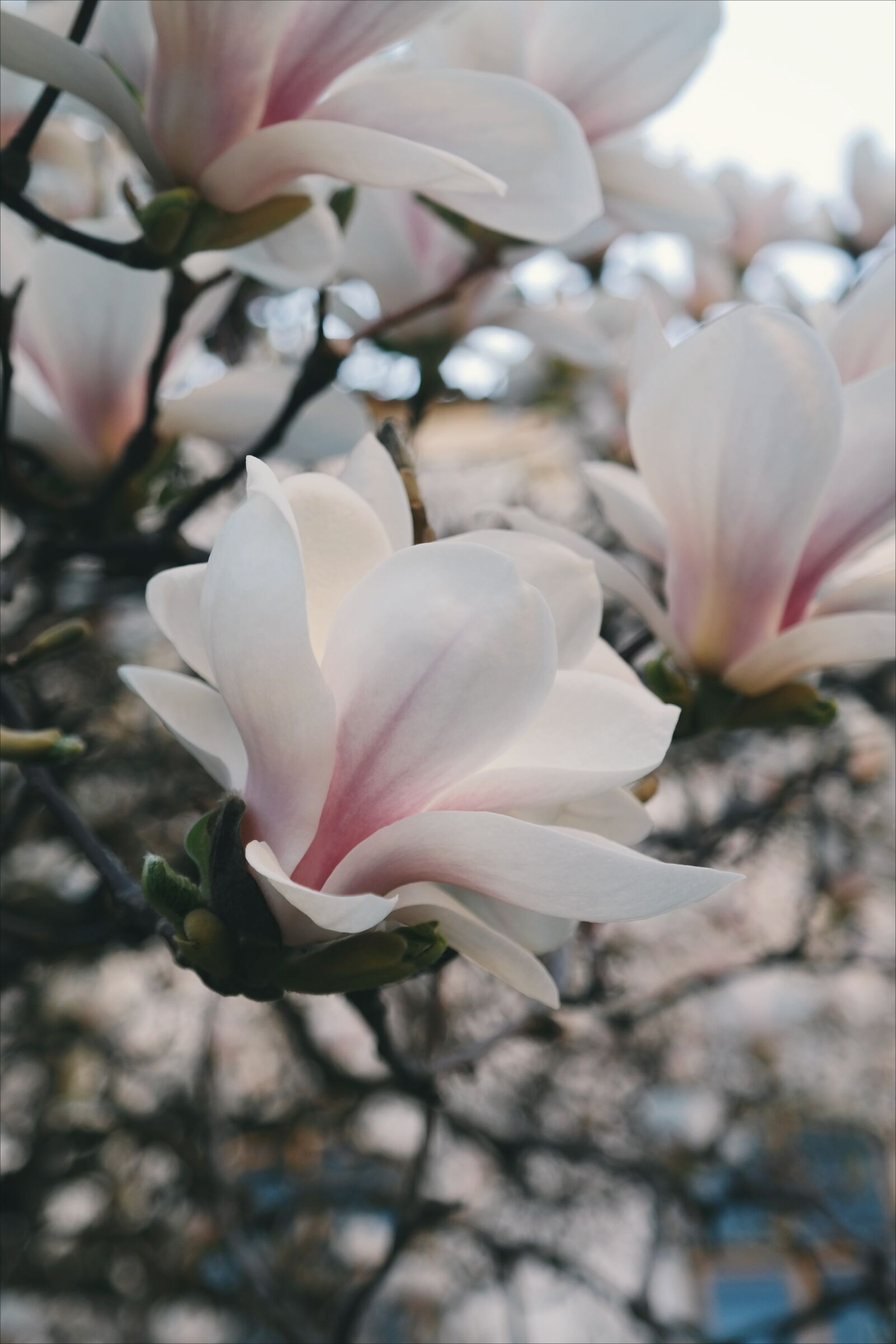 Samsung NX300 sample photo. Beautiful, bloom, blooming, blur photography