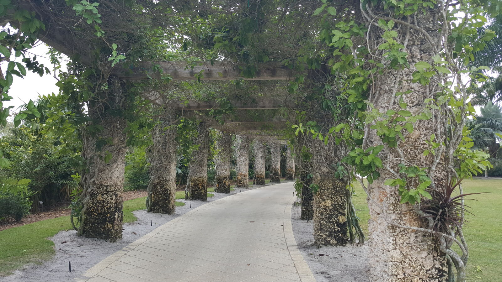 Samsung GALAXY S6 edge sample photo. Botanical, gardens, naples photography
