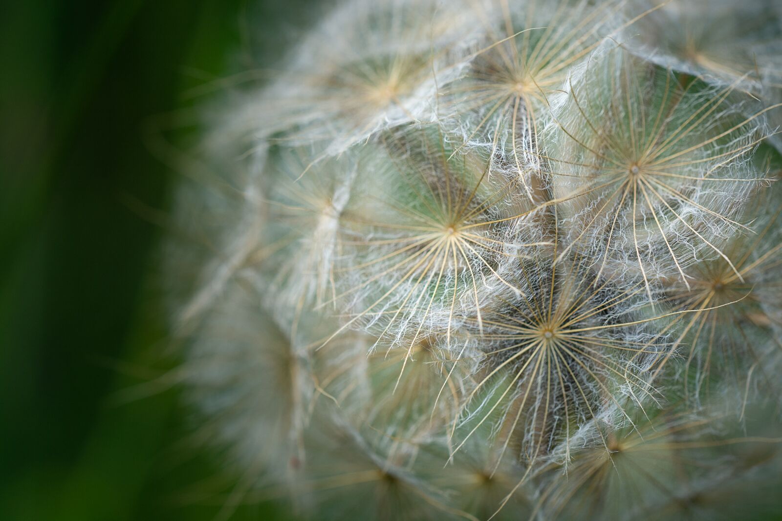 Nikon D7100 sample photo. Dandelion, close up, plant photography