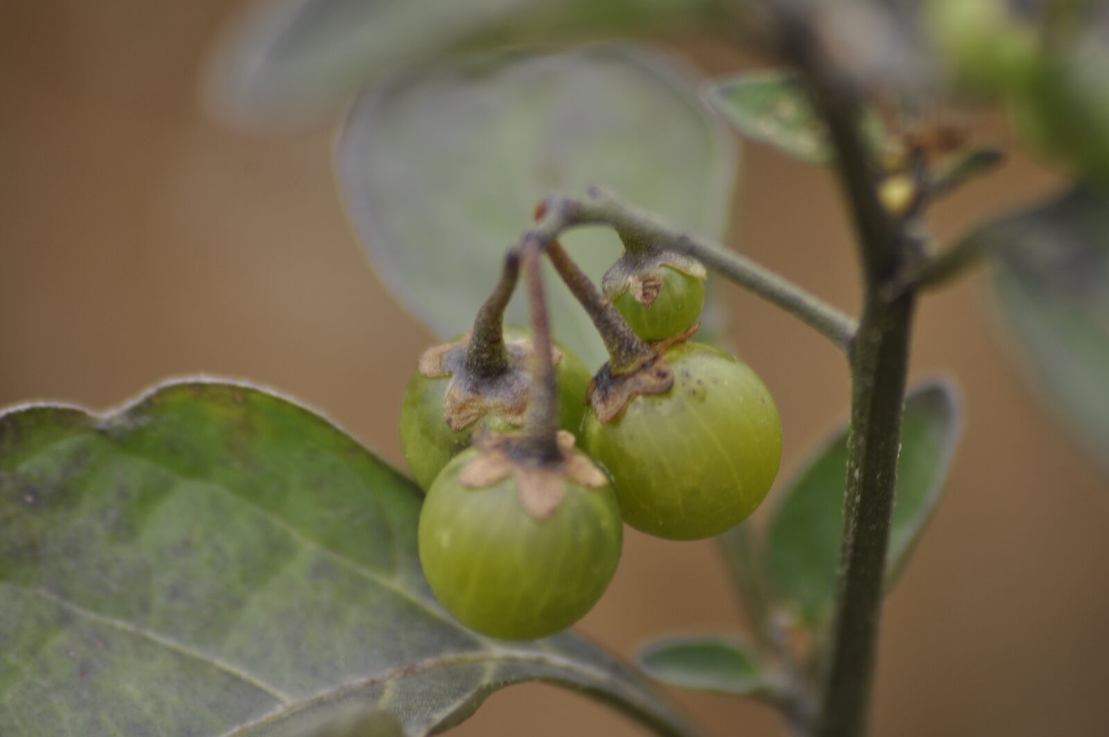 Nikon D90 sample photo. Green, nature, natural photography