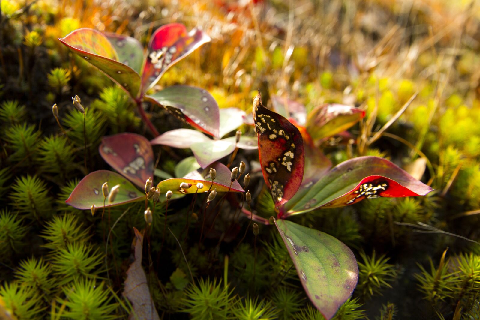 Canon EOS 700D (EOS Rebel T5i / EOS Kiss X7i) sample photo. Forest, foam, green photography