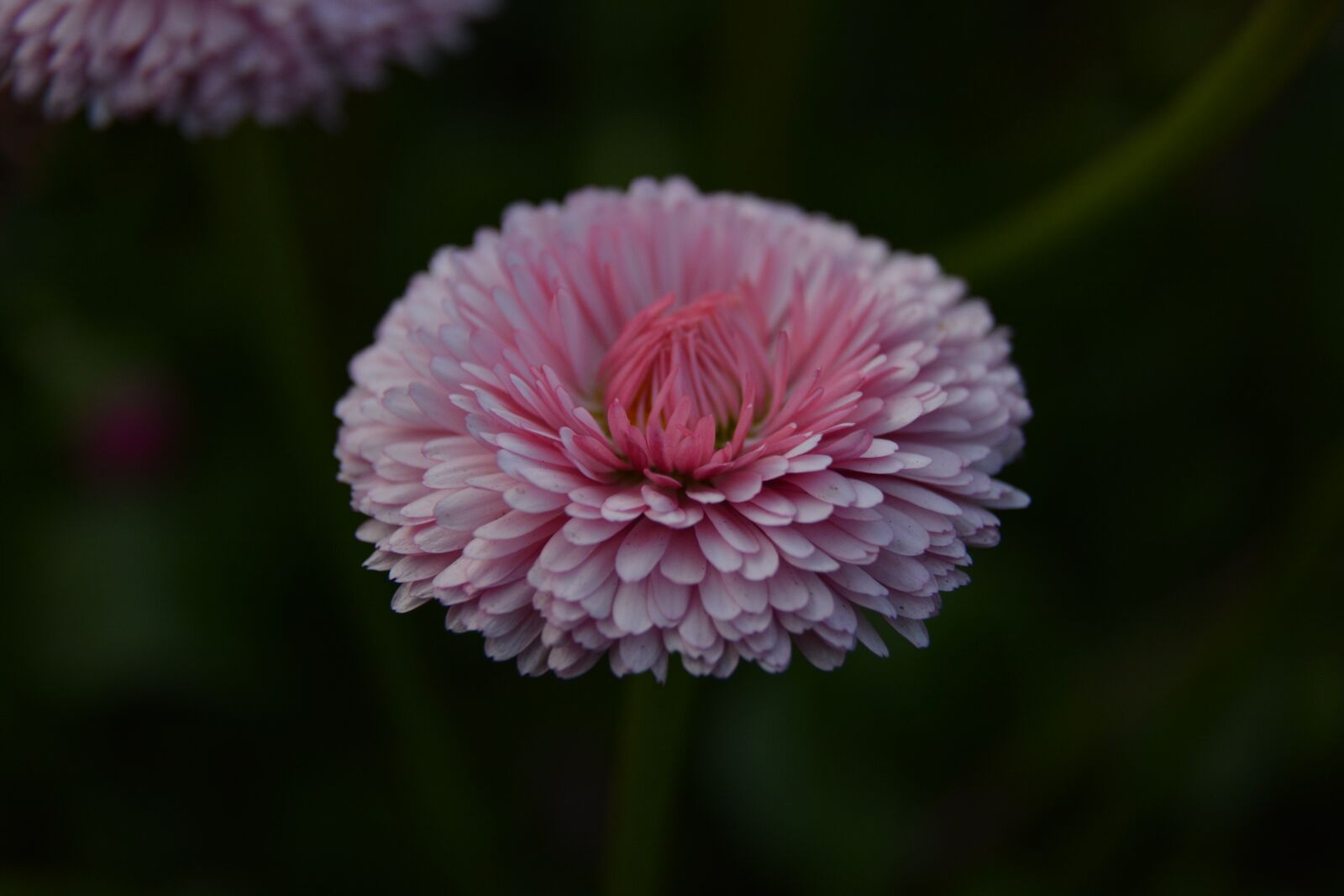 Nikon D7100 sample photo. Pink, flower, beauty photography