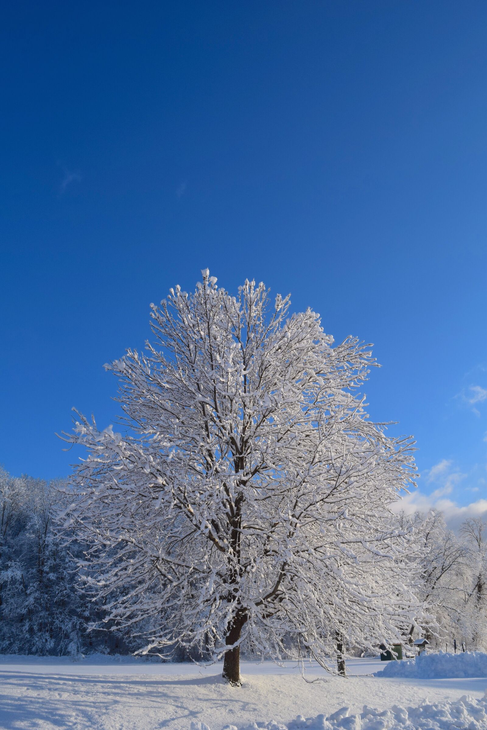 Nikon D3300 sample photo. Snow, tree, winter photography