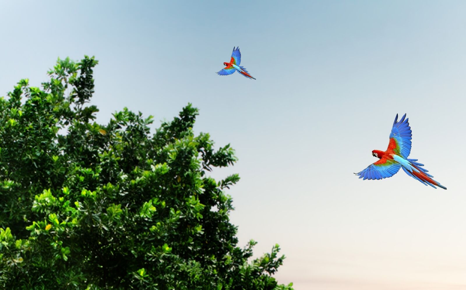 Canon EOS 5D Mark II sample photo. Araras, aves, tropicais, birds photography