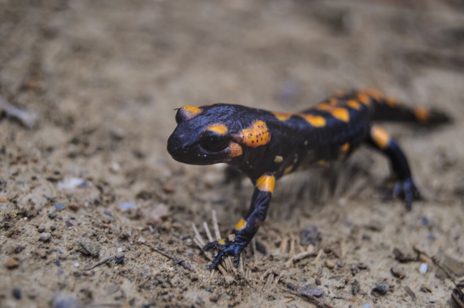 Nikon D90 sample photo. Fire salamander, salamander, amphibian photography