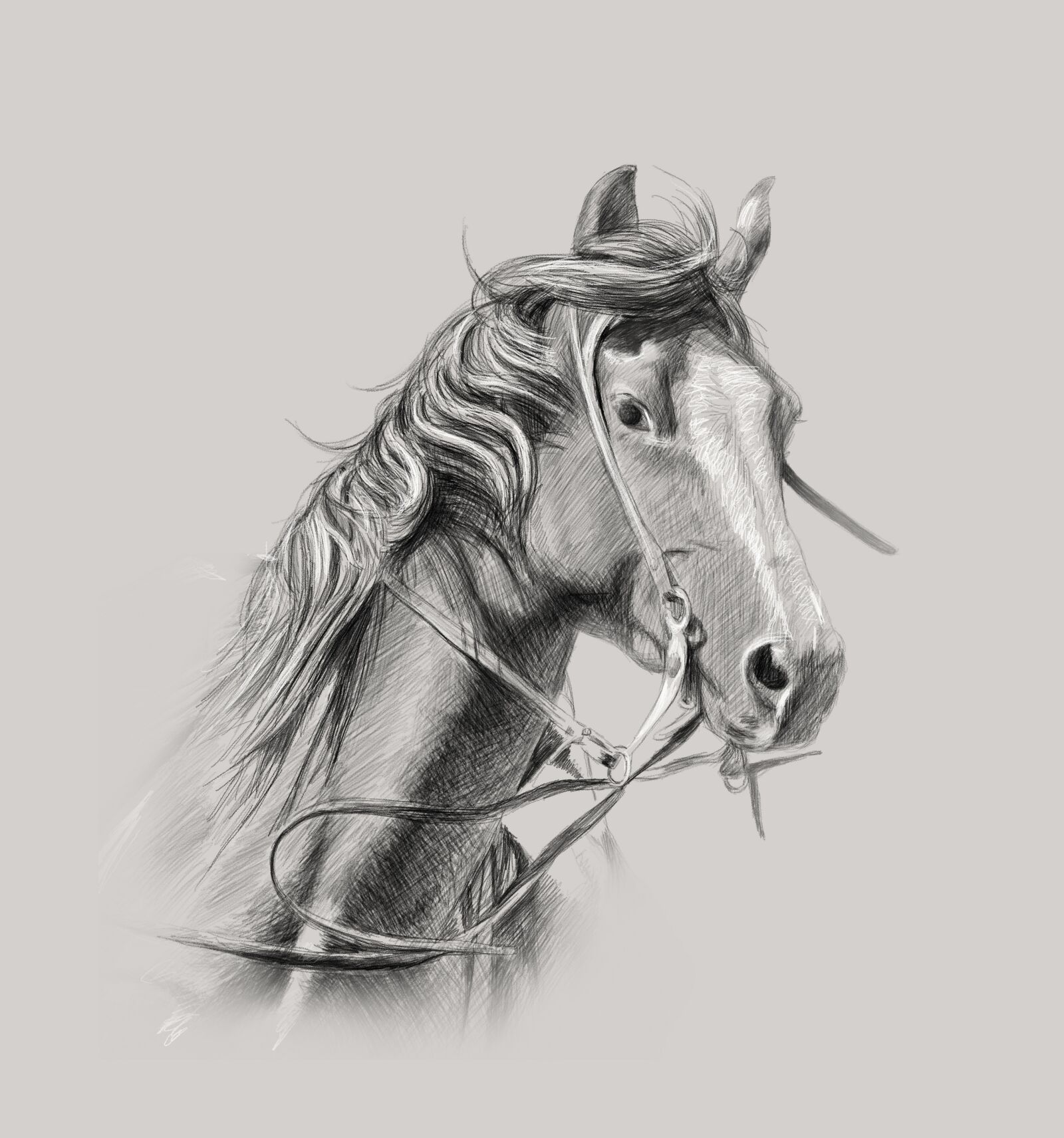 Canon EOS 30D sample photo. Horse, wall decor, custom photography