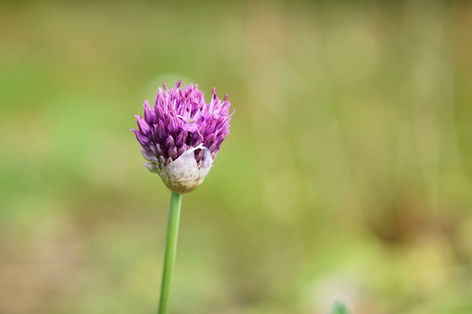 Sony a6000 + E 60mm F2.8 sample photo. Ornamental onion, flower, blossom photography