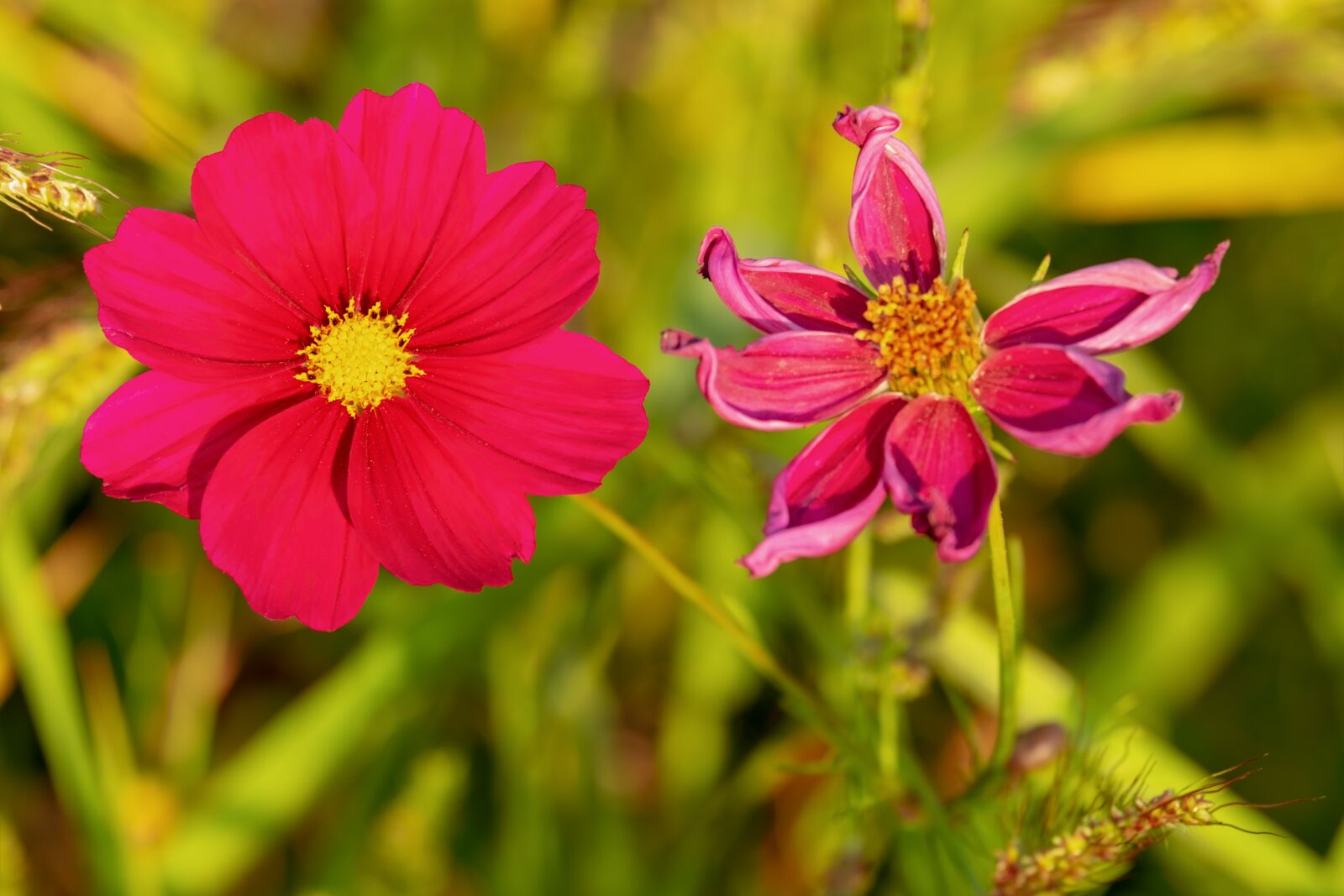 Fujifilm XF 55-200mm F3.5-4.8 R LM OIS sample photo. Cosmea, flower, blossom photography