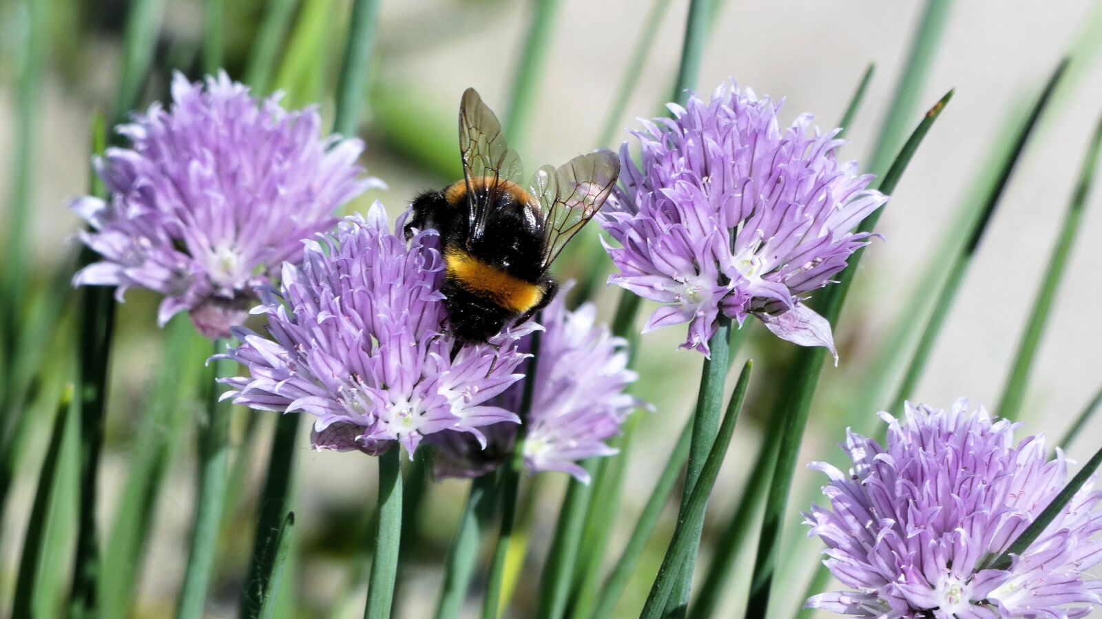 Panasonic DC-FZ83 sample photo. Purple flower, bee, pollinate photography