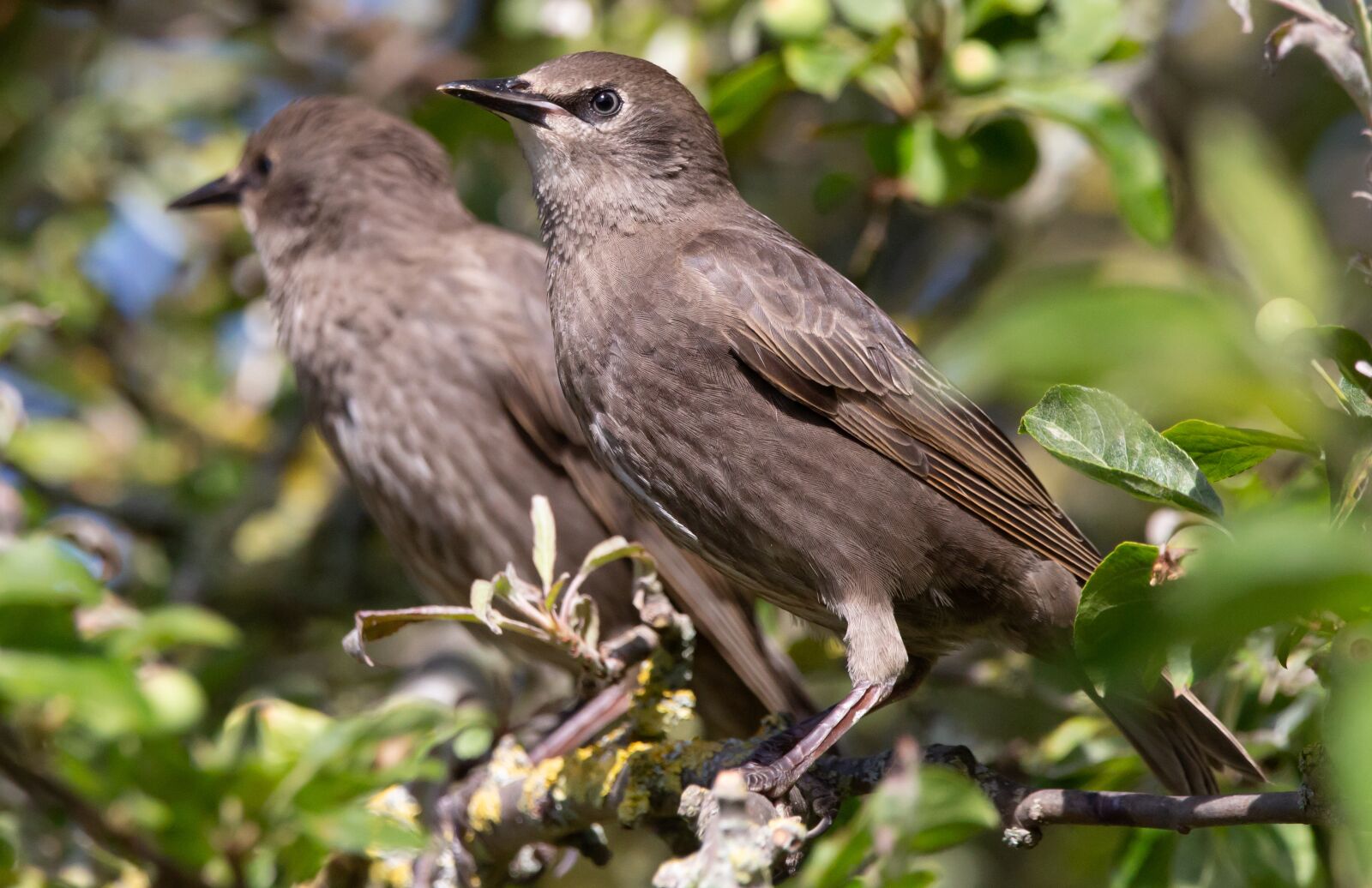 150-600mm F5-6.3 DG OS HSM | Contemporary 015 sample photo. Juvenile starling, starling, close photography